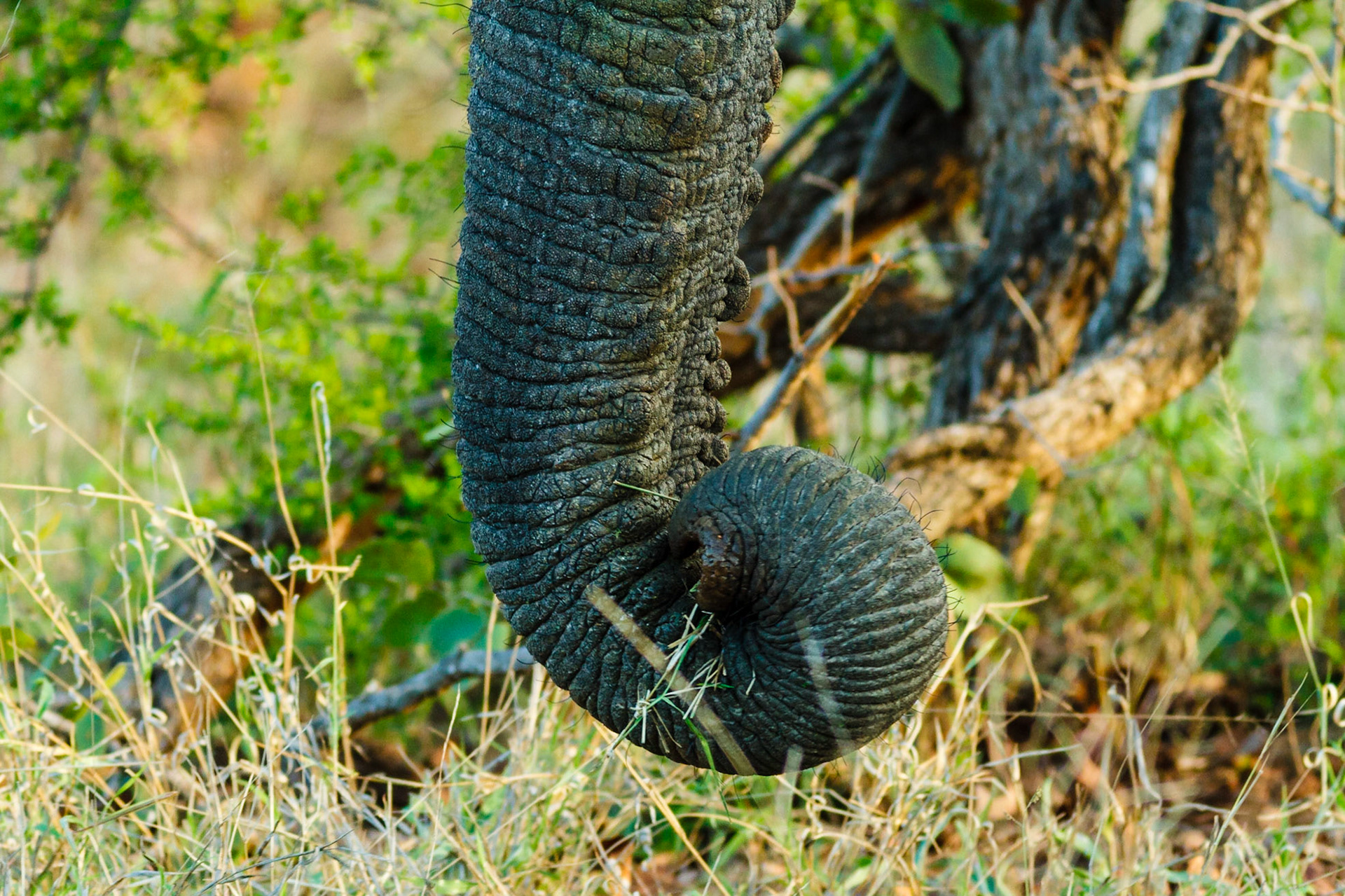 African Elephant