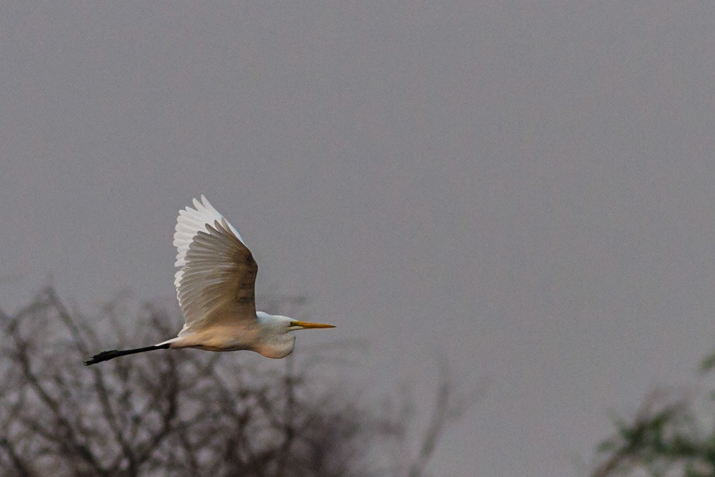 Western Great Egret