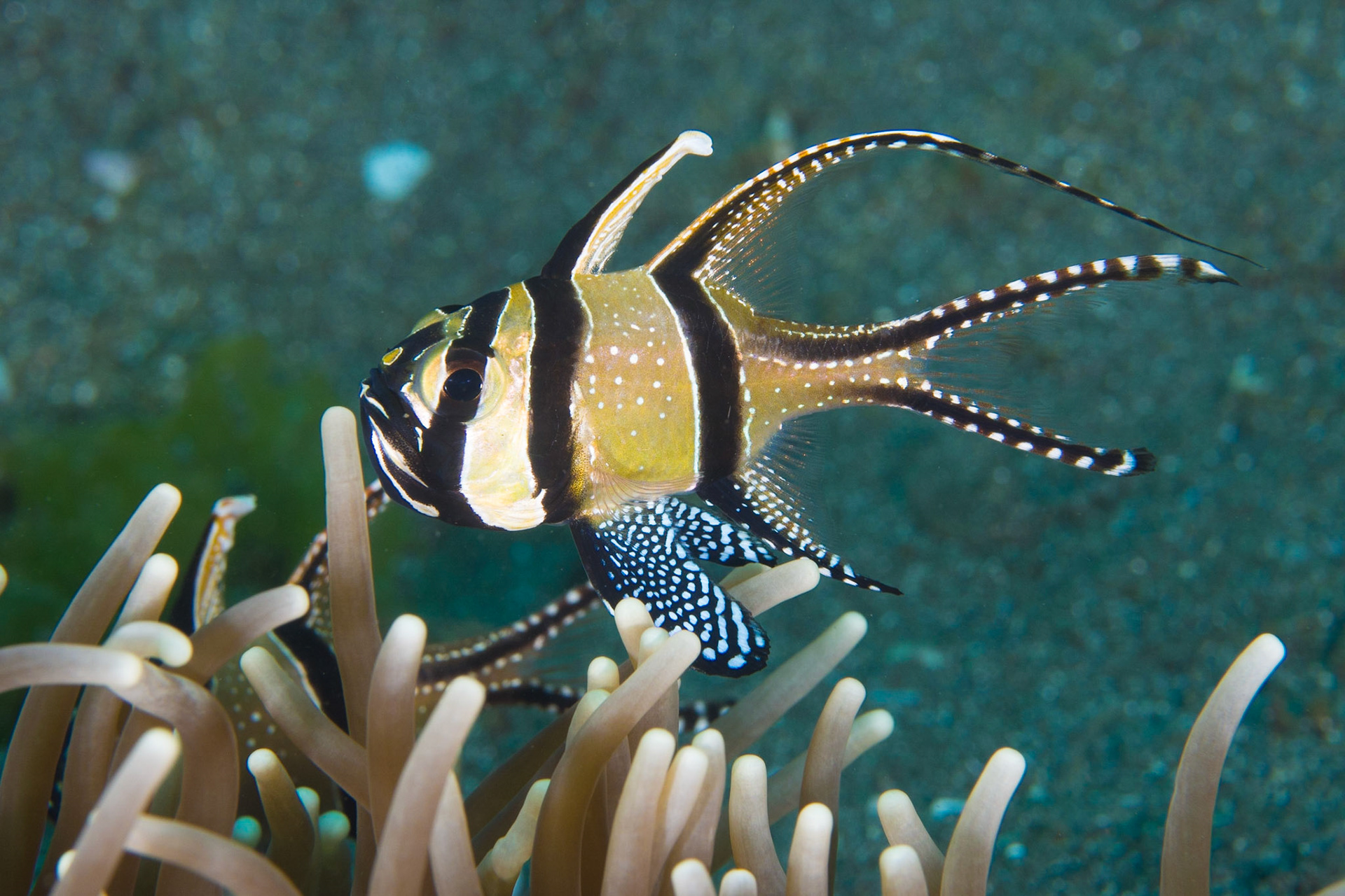 Banggai Cardinalfish