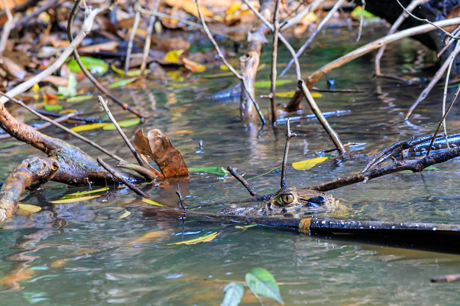 Black Caiman