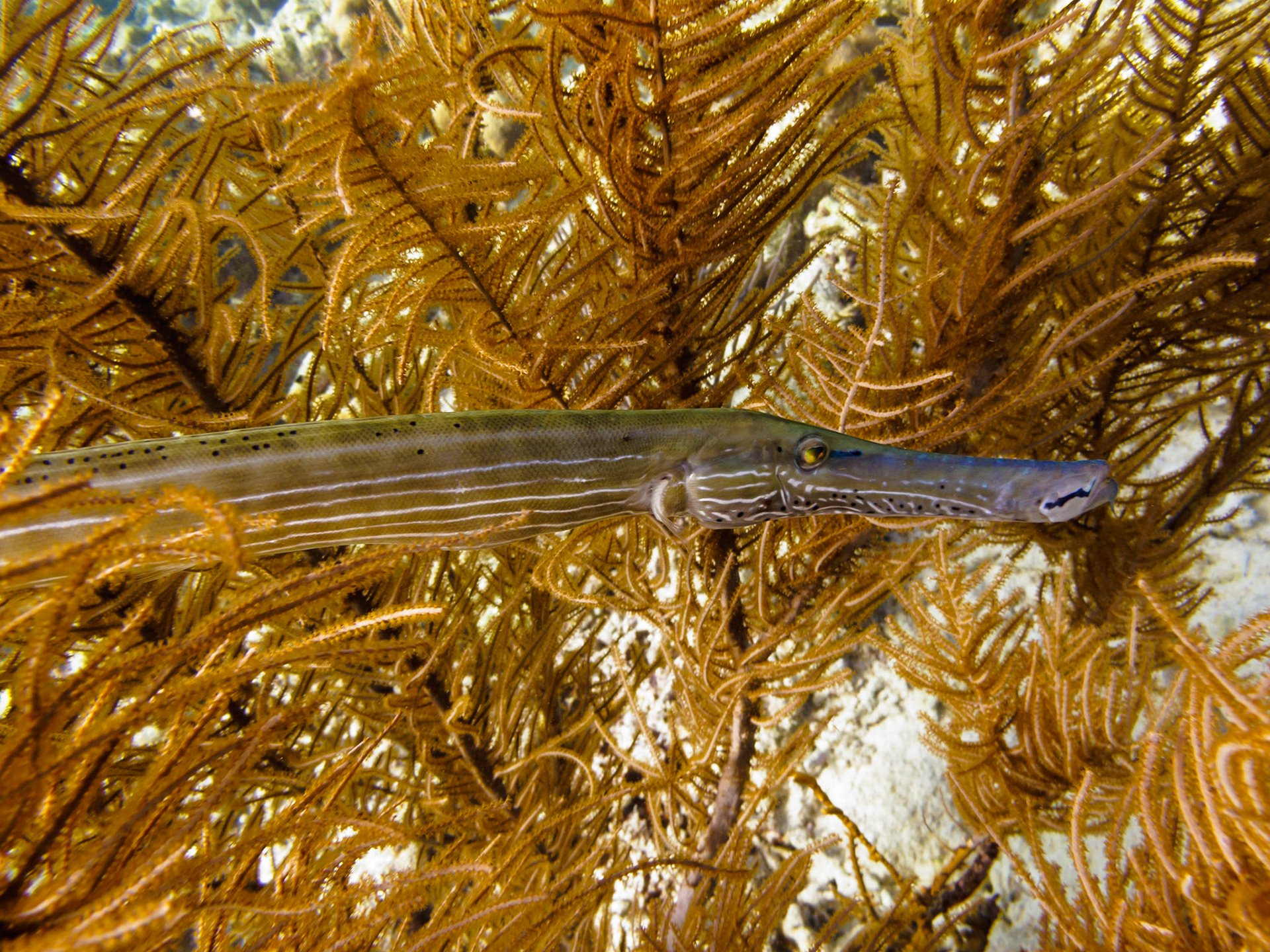 Trumpetfish