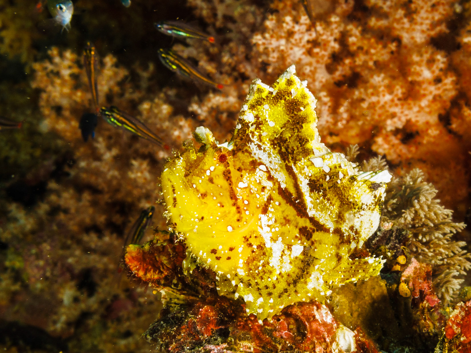 Leaf Scorpionfish