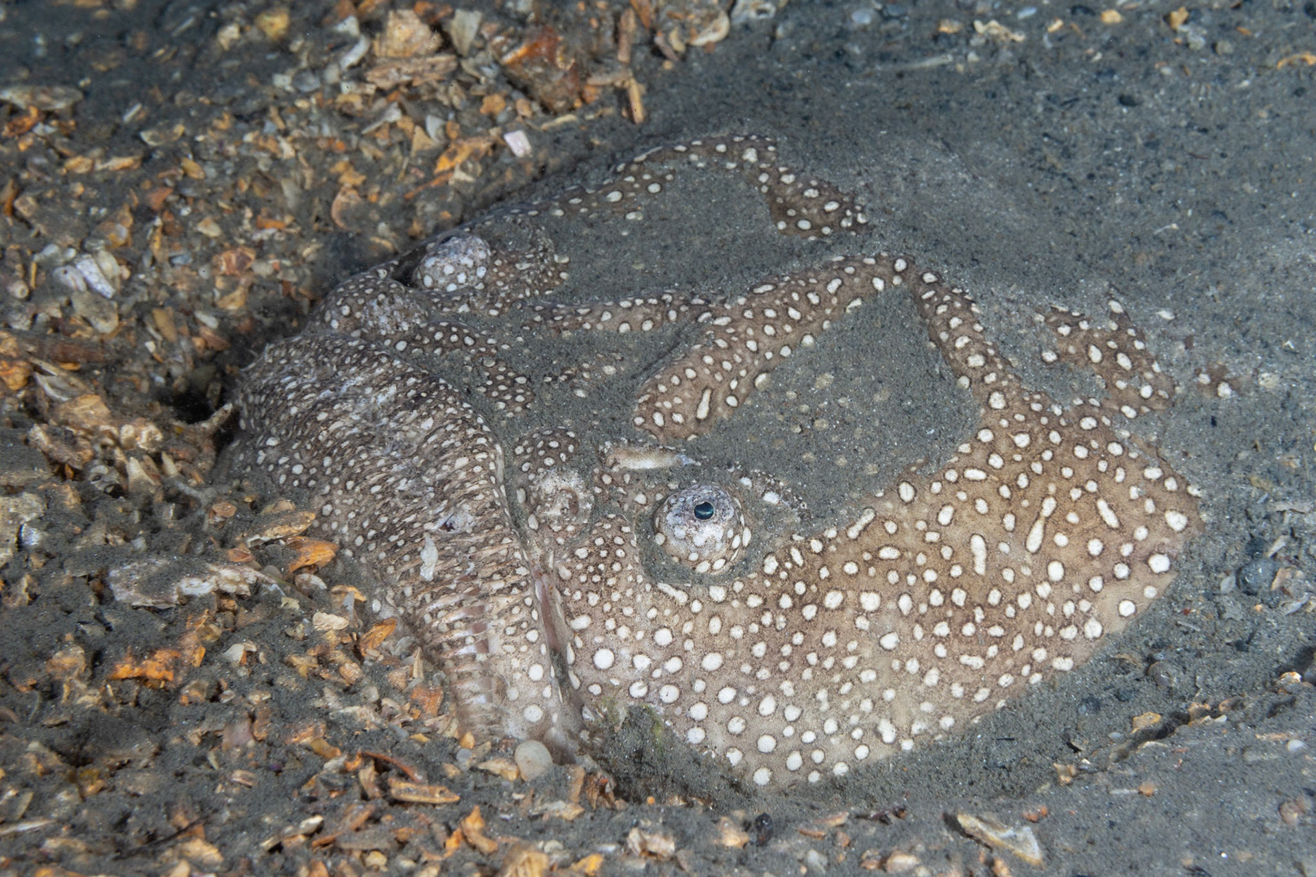 Southern Stargazer
