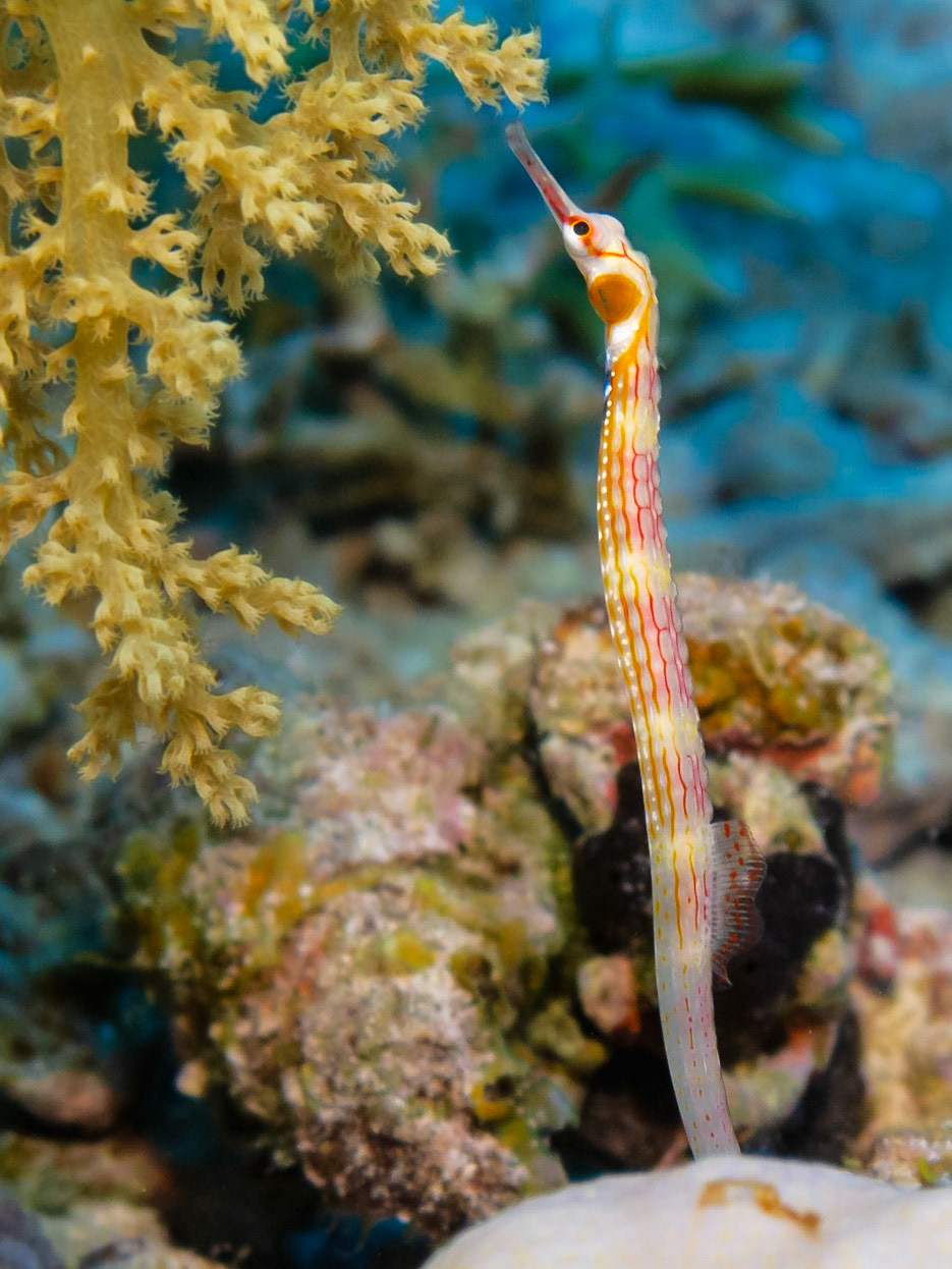 Red Sea Pipefish on St. Johns Reef in the Red Sea