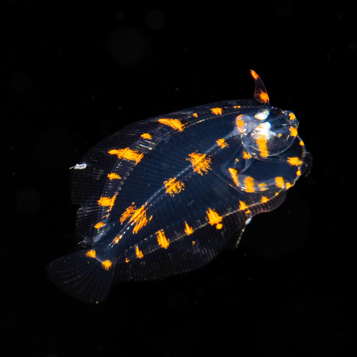 Peacock Flounder (Pacific)