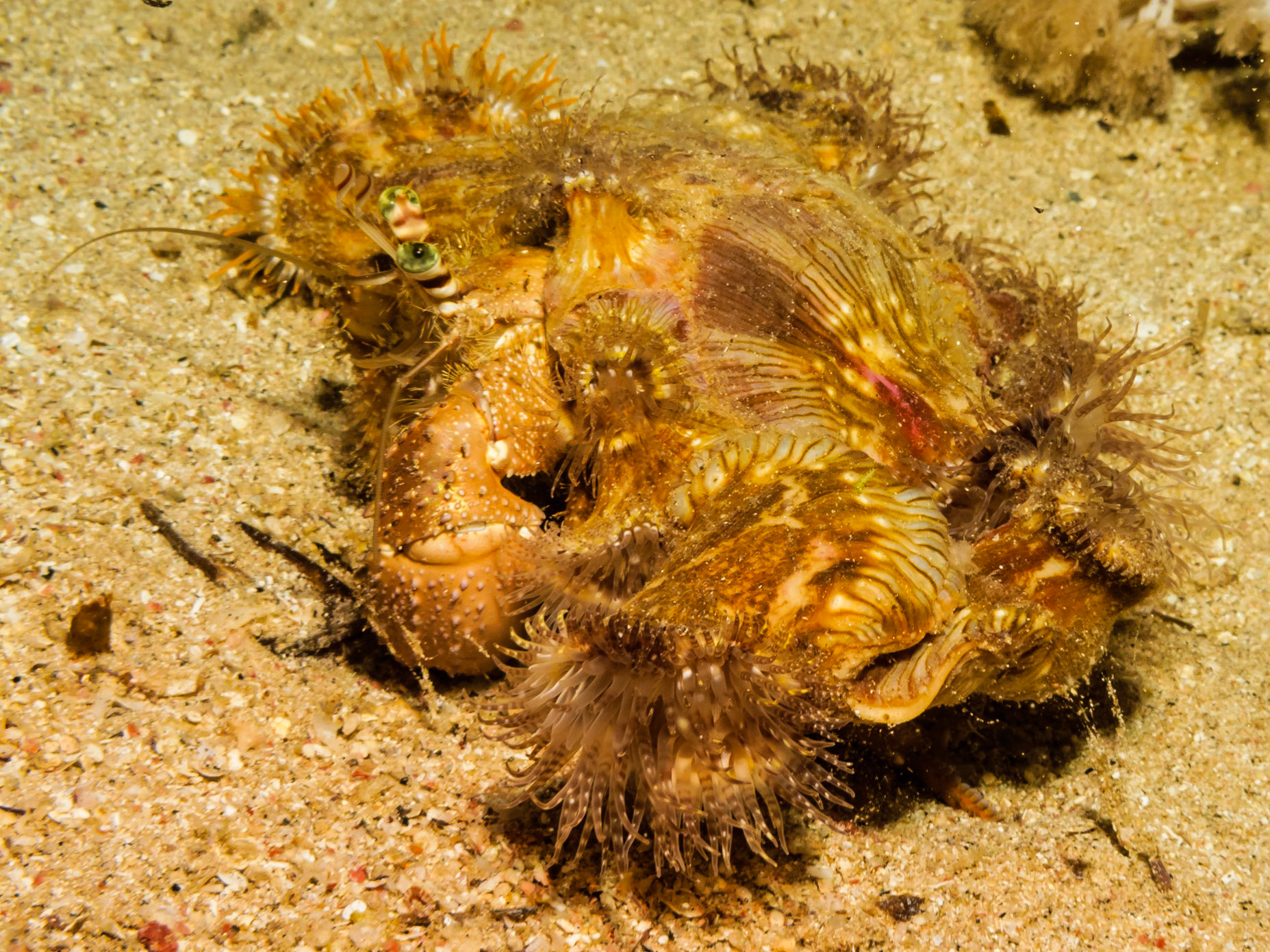Red Sea Anemone Hermit Crab