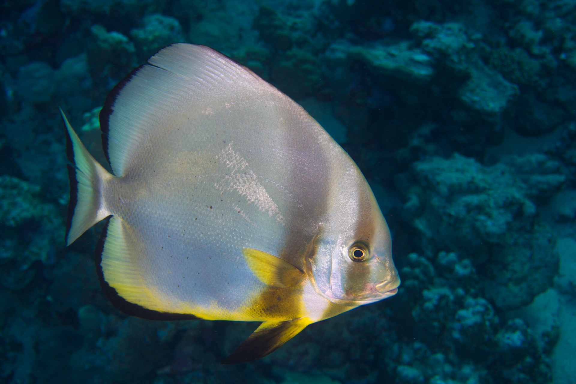 Circular Spadefish