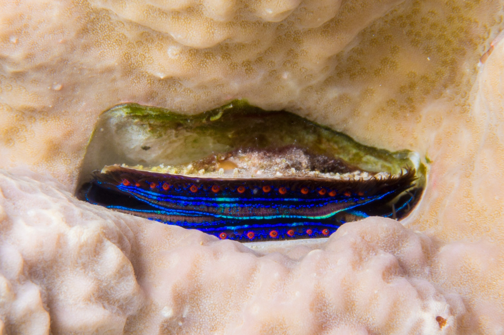 Iridescent Scallop