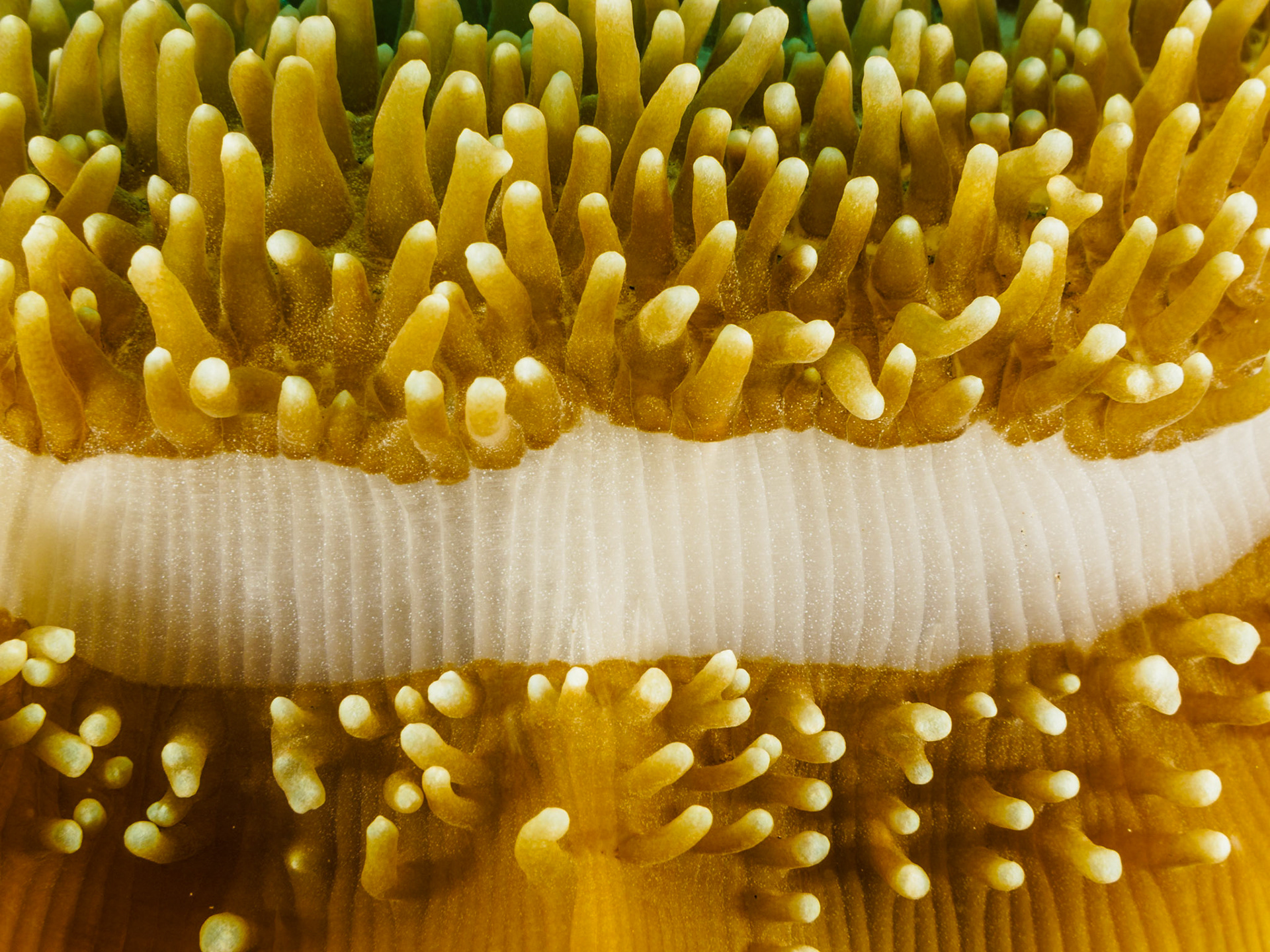 Disc Coral
