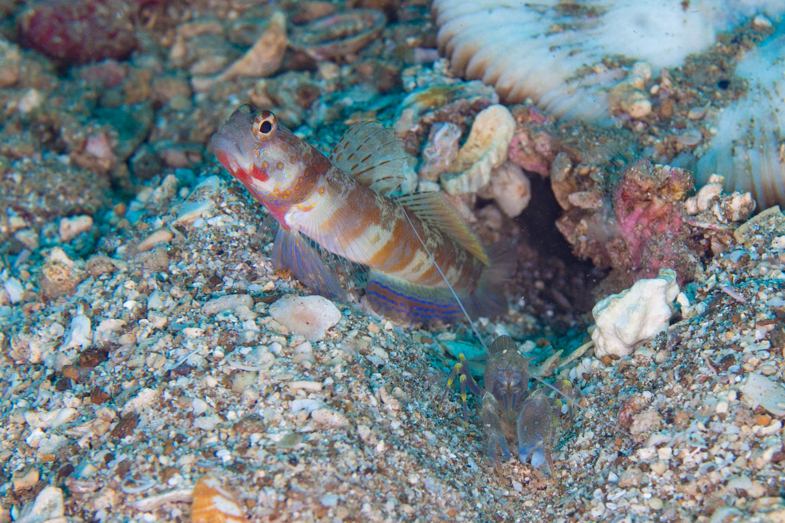 Broad-banded Shrimpgoby and Alpheus sp.
