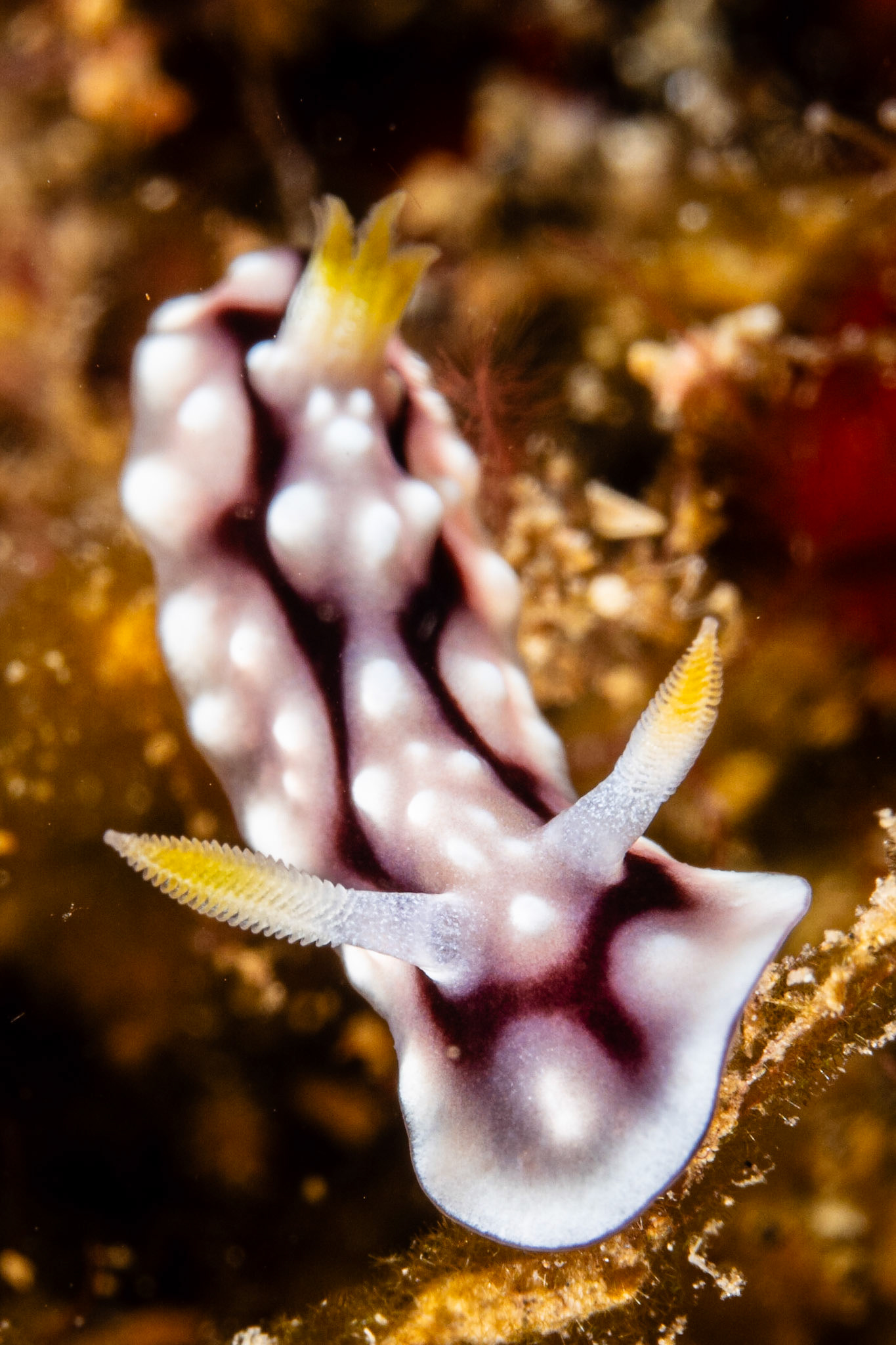 Goniobranchus geometricus