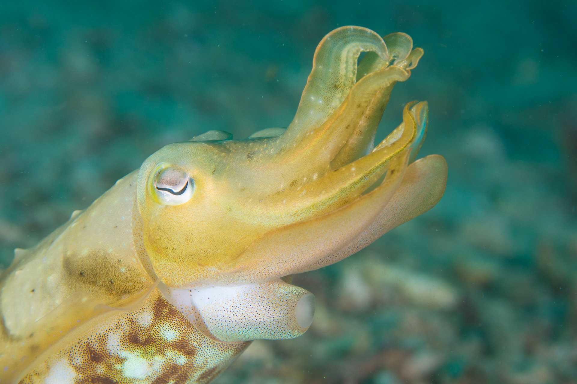Broadclub Cuttlefish