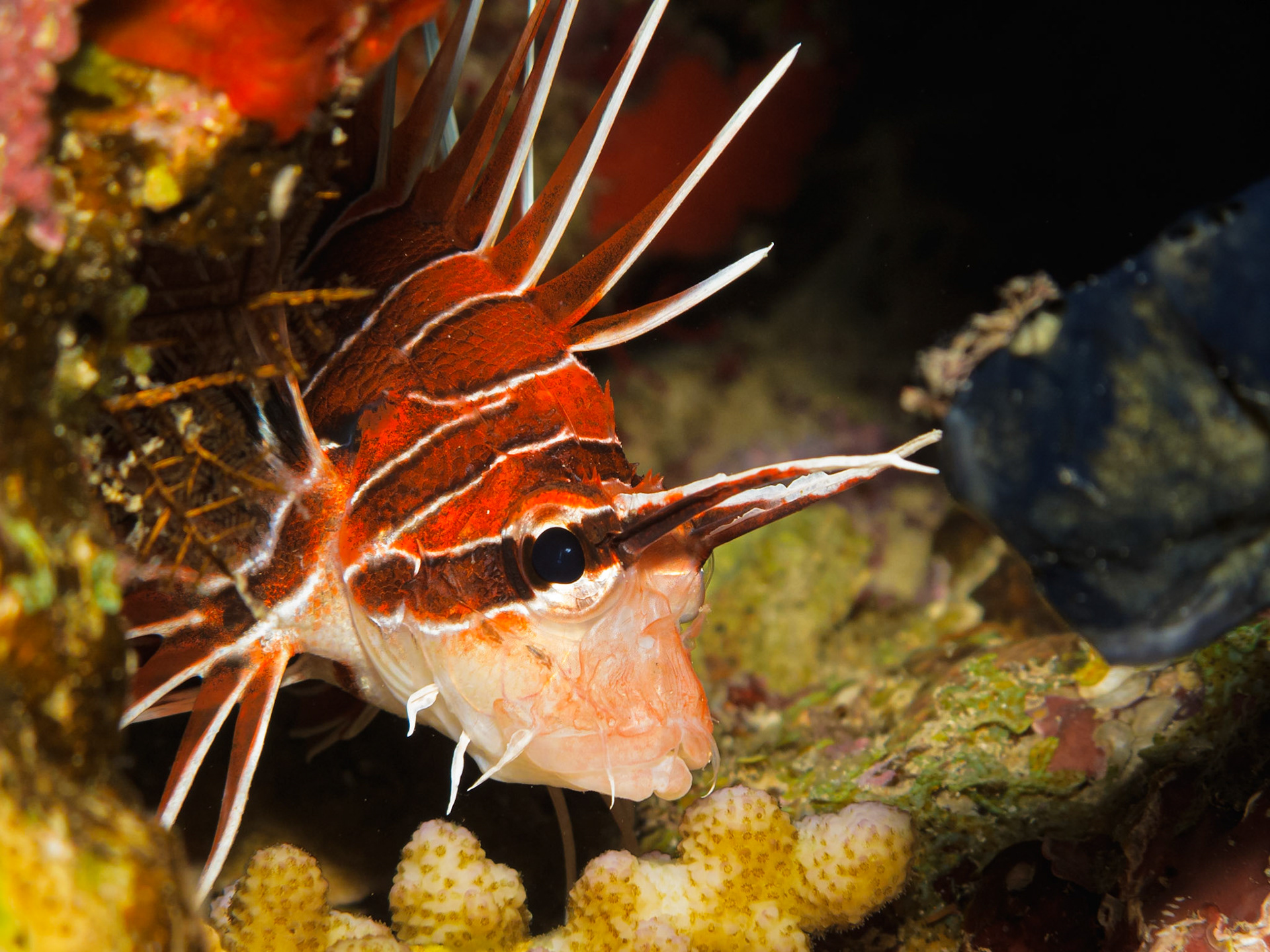 Clearfin Lionfish