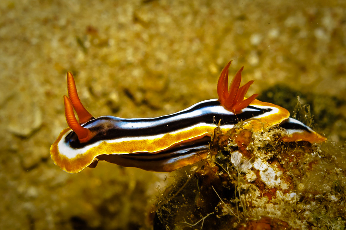 Pyjama Chromodorid from the Red Sea