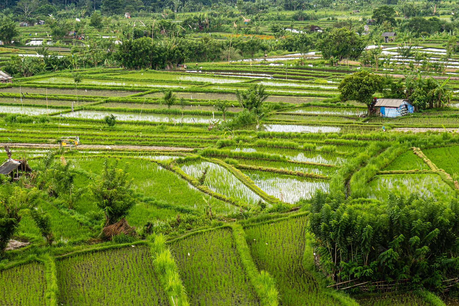 Karangasem Rice⁩⁦ Terraces