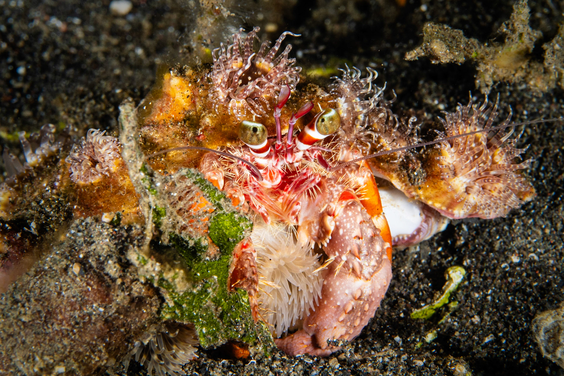 Anemone Hermit Crab and Hermit Crab Anemone (Philippines)