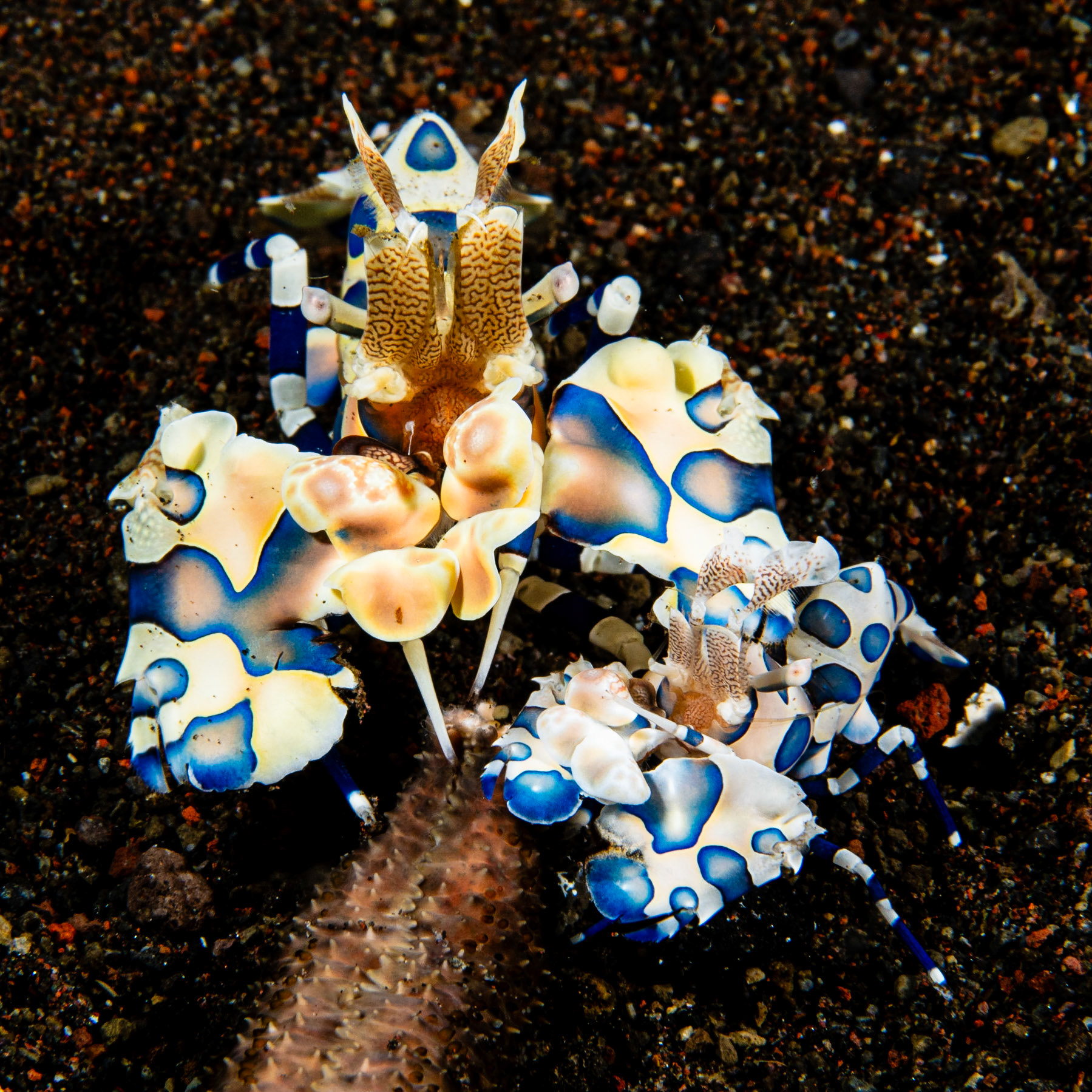 Harlequin Shrimp