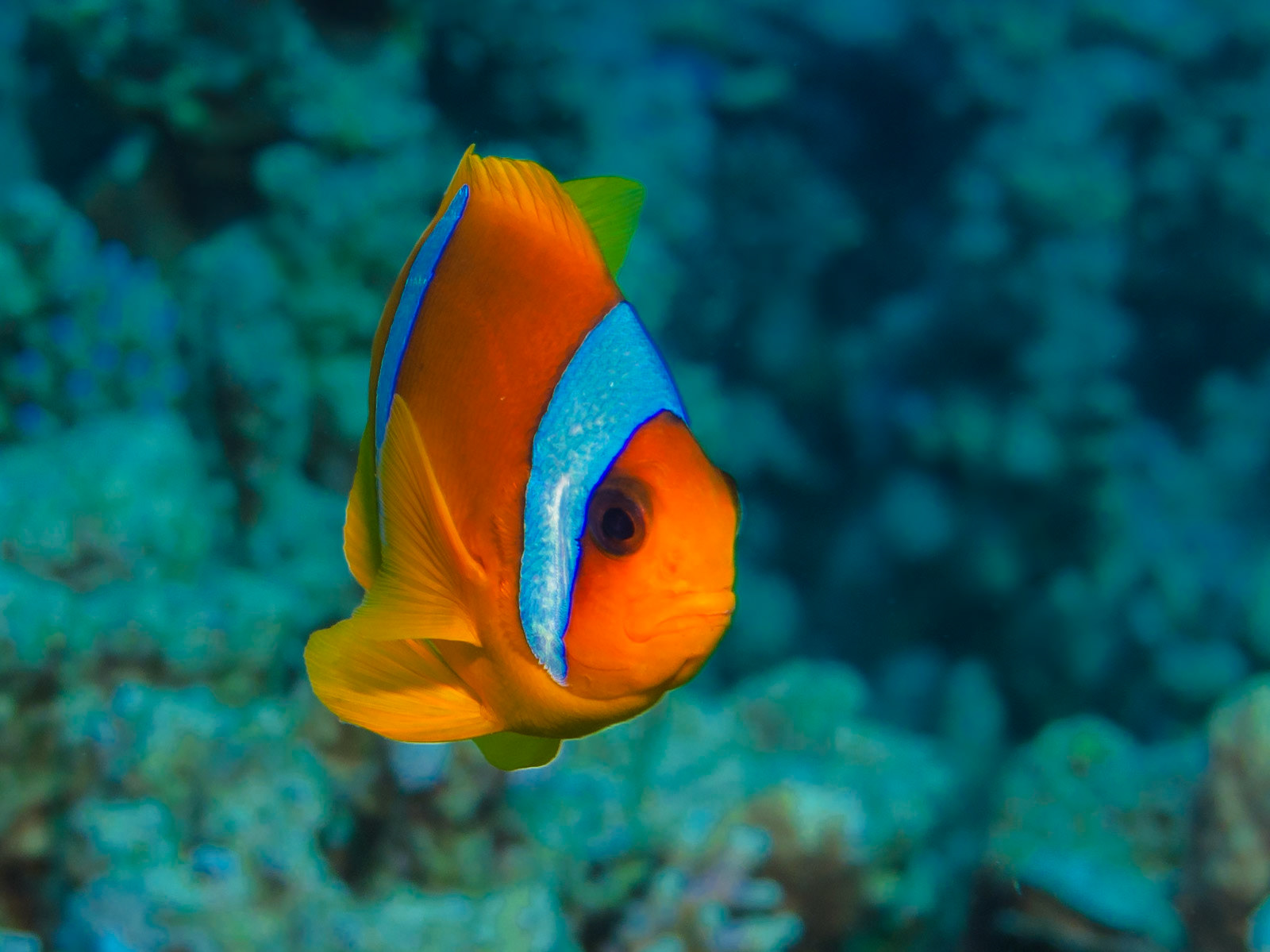 Red Sea Anemonefish