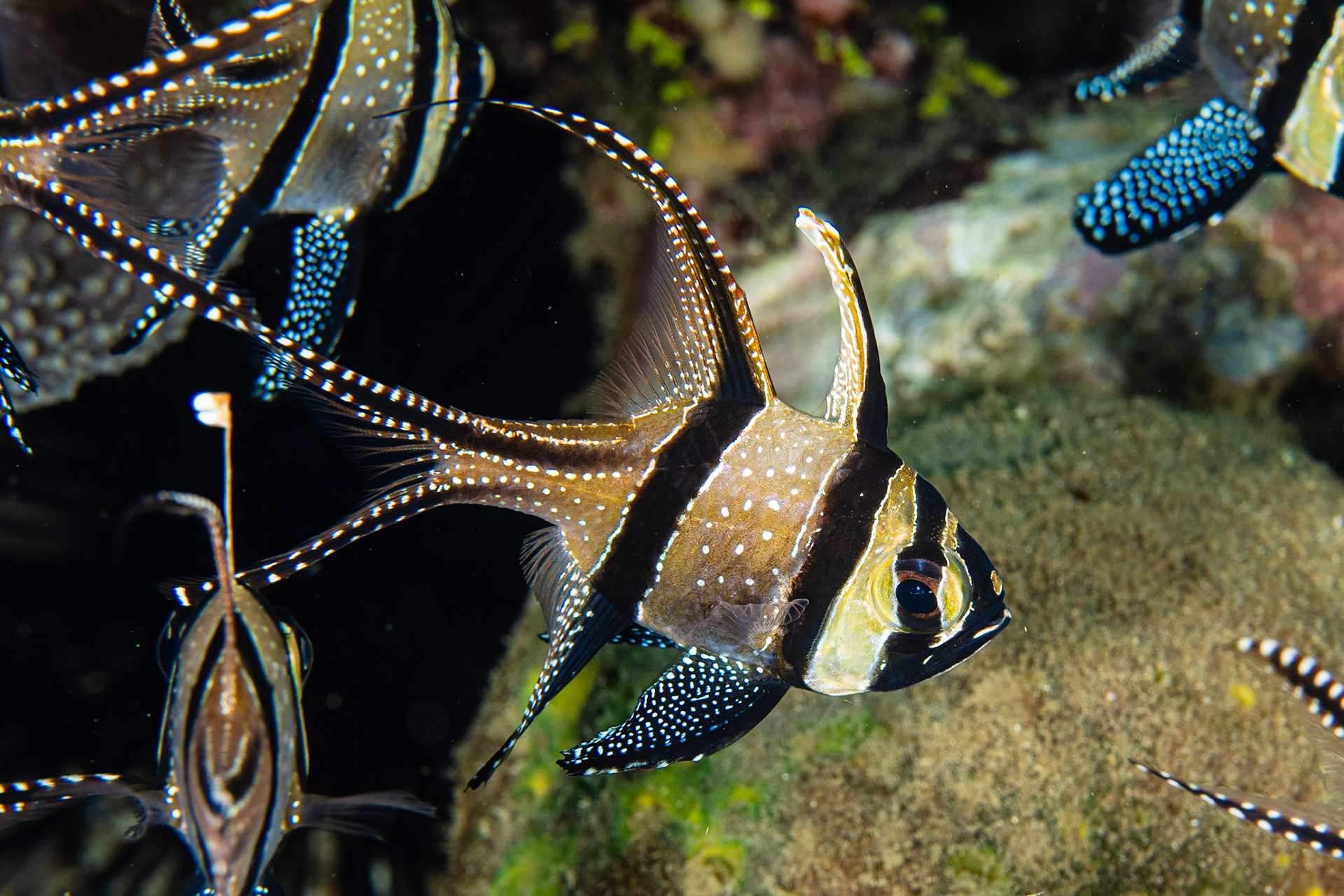 Banggai Cardinalfish