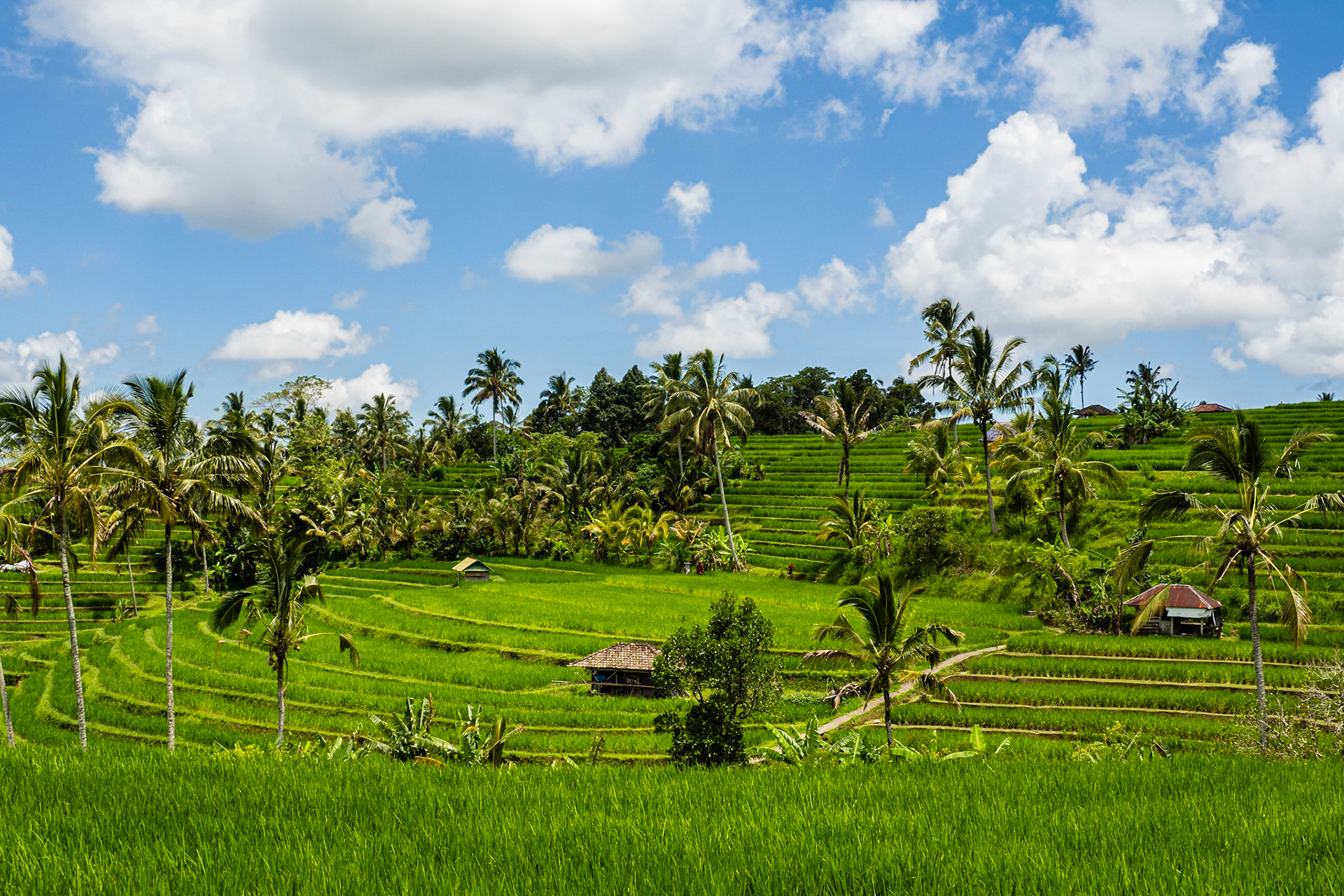 Jatiluwih rice terraces