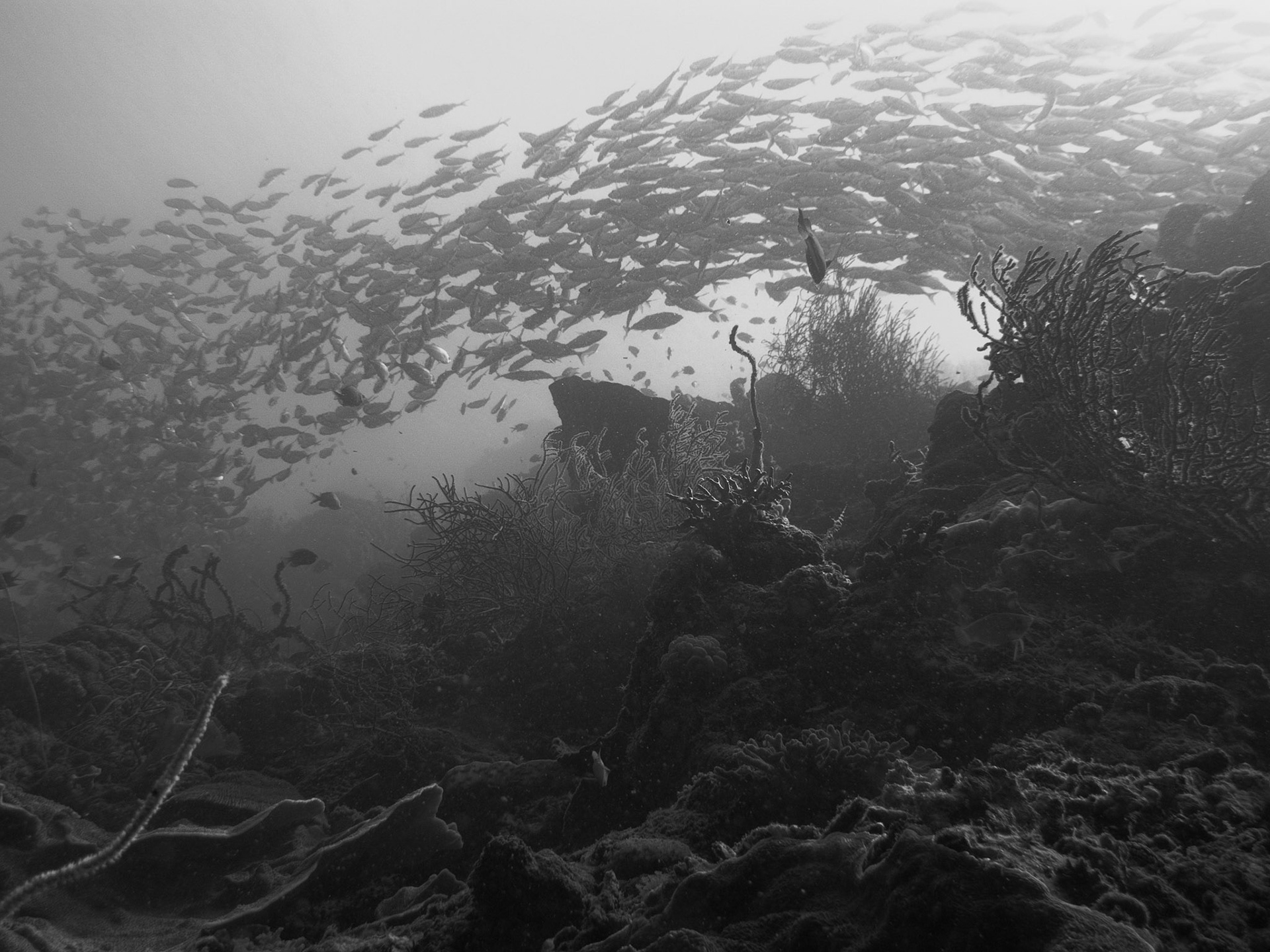 Talisay Point dive site