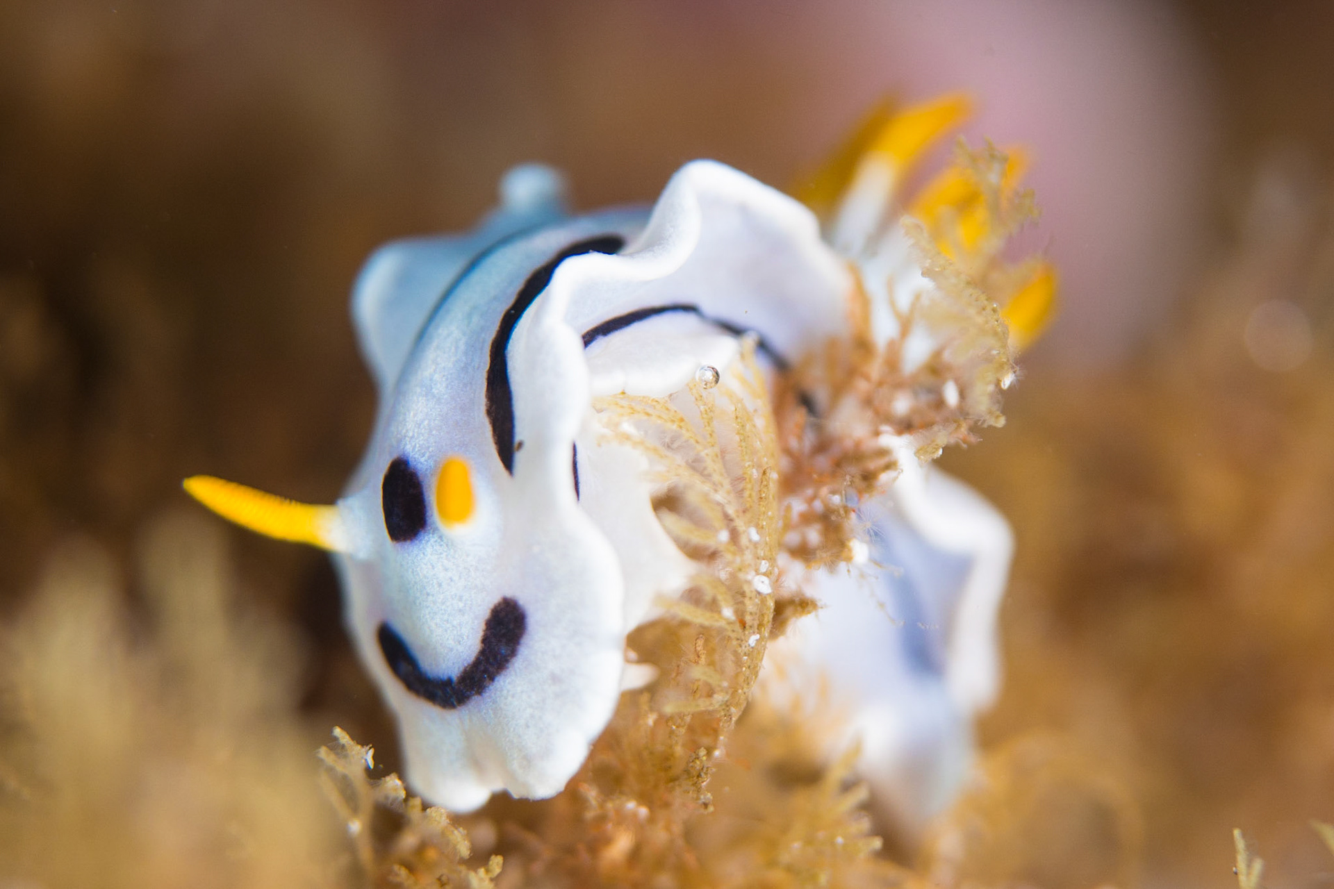 Chromodoris dianae