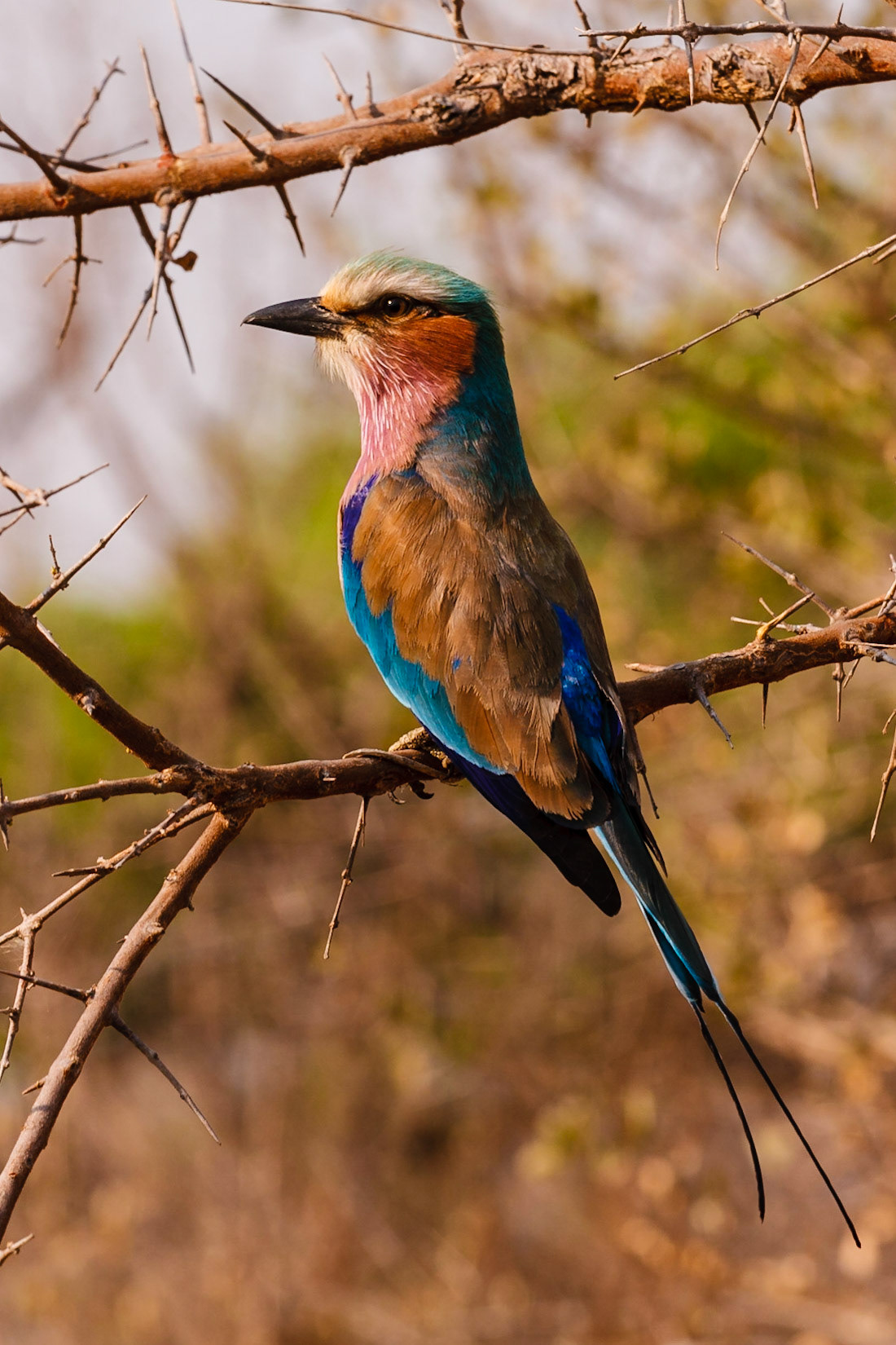 Lilac-breasted Roller