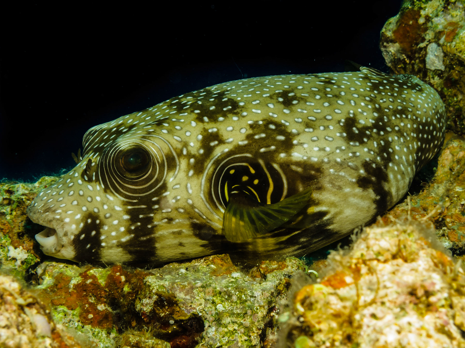 Whitespotted Puffer