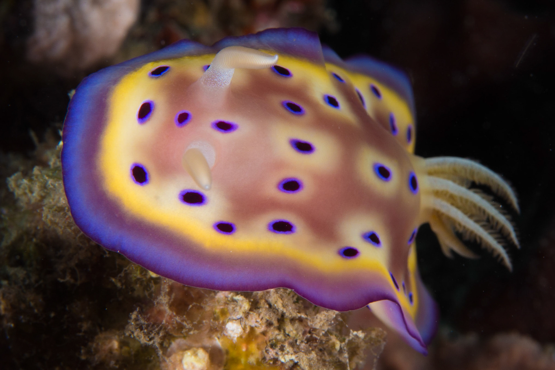 Goniobranchus kuniei