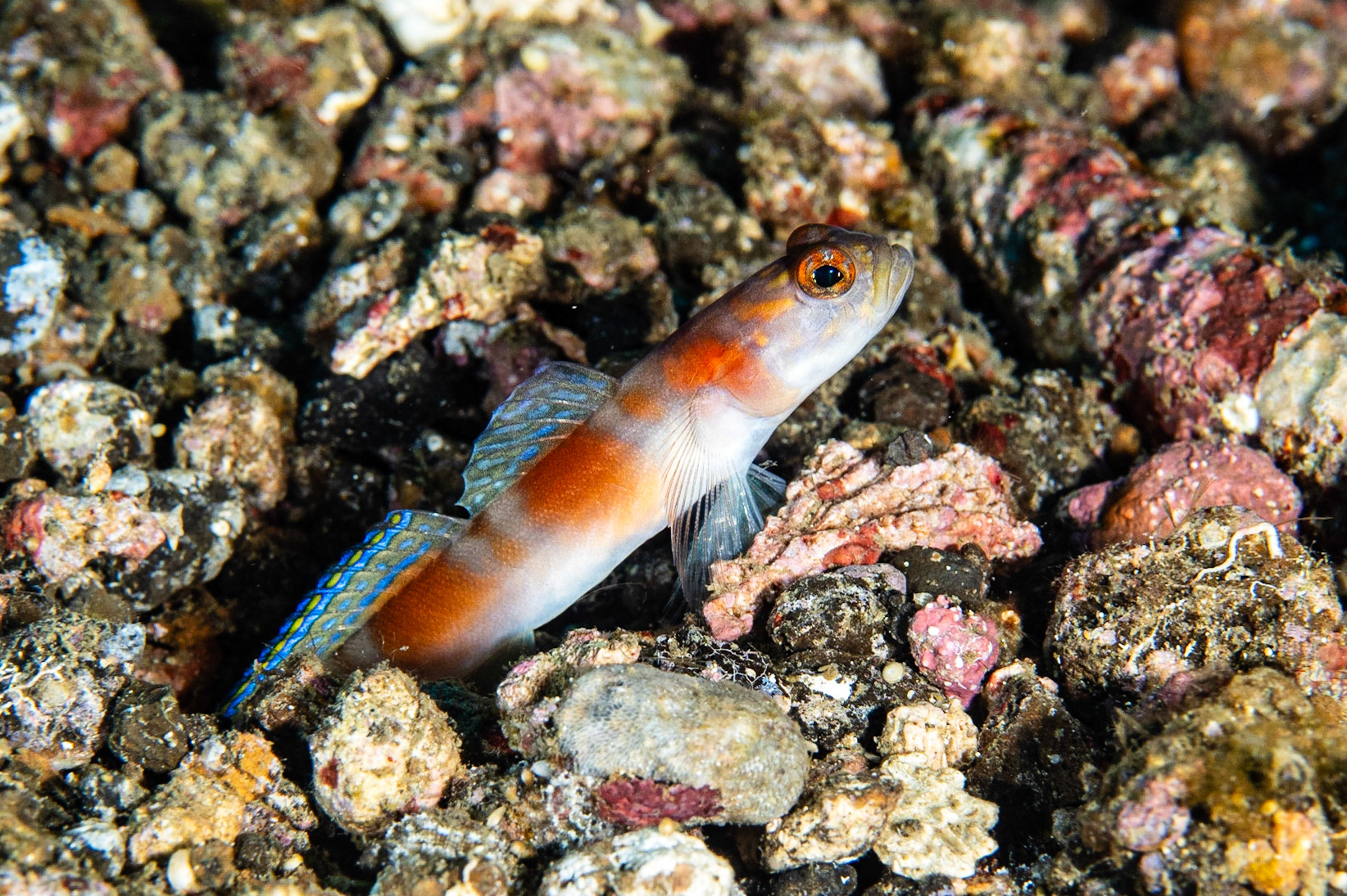 Flagtail Shrimpgoby