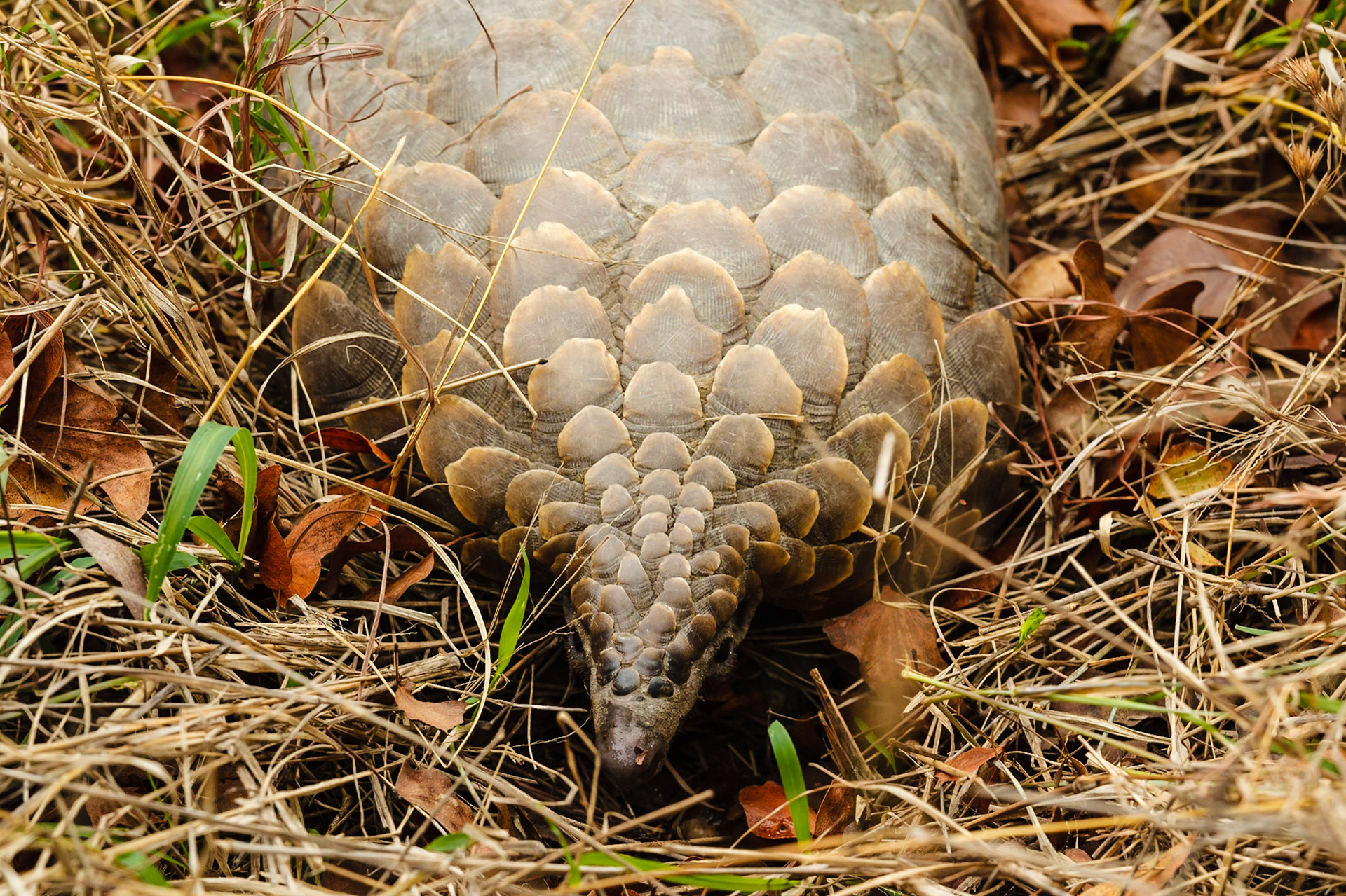 A Ground Pangolin spotted in Timbivati. After it was spotted by our other vehicle, we drove like mad to get there. We needn't have bothered, it barely moved.