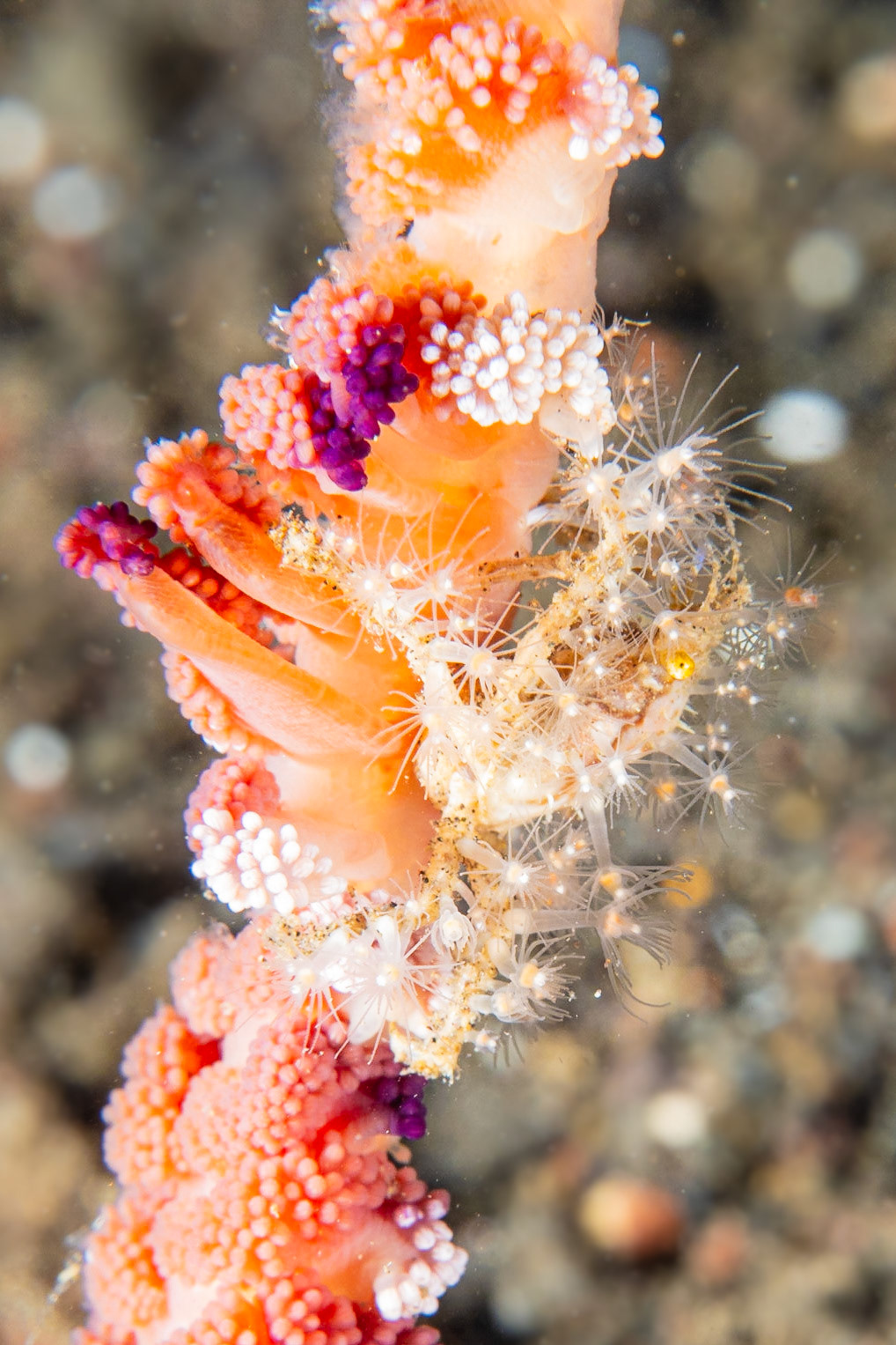 Decorator Crabs