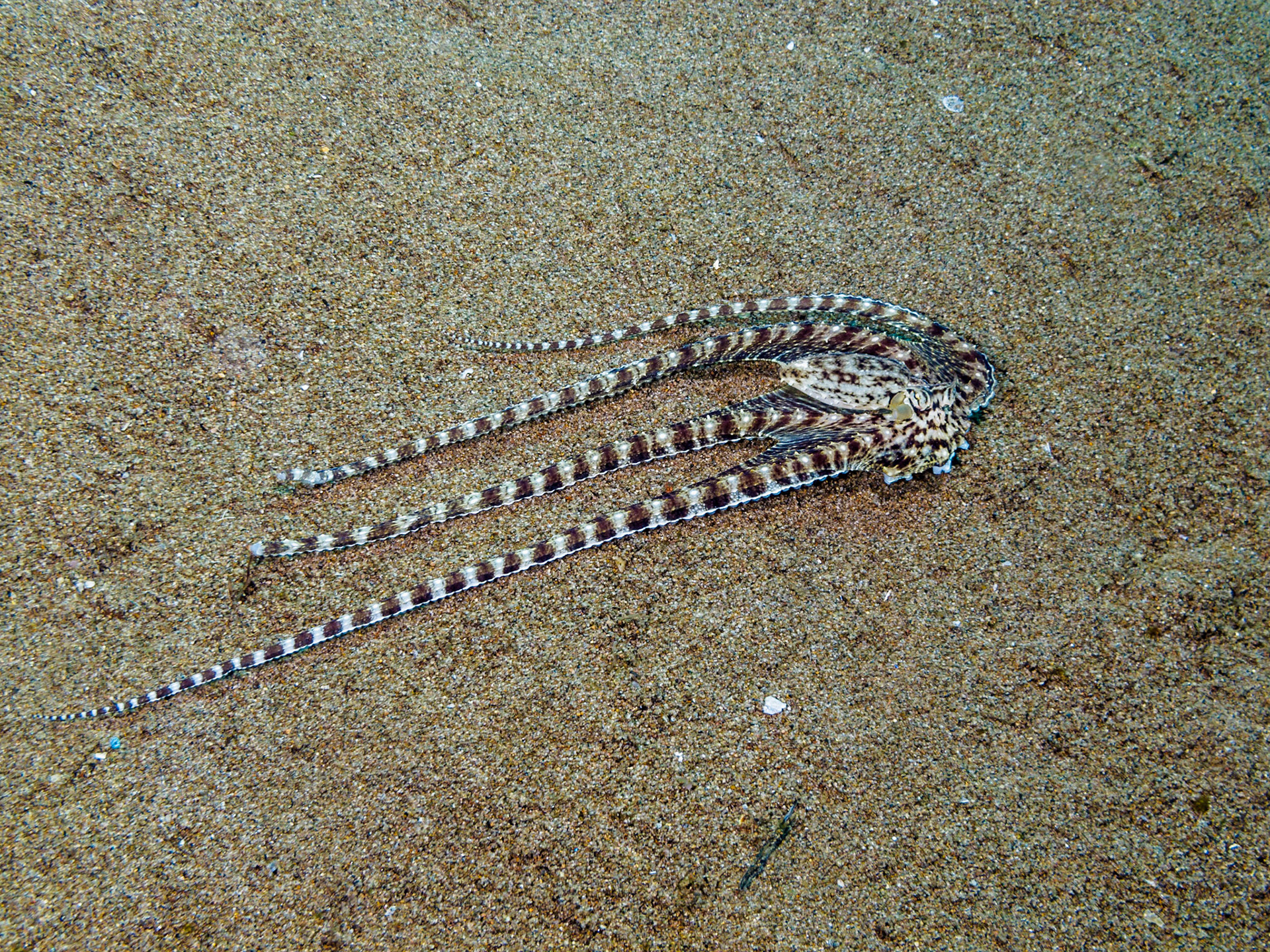 Mimic Octopus