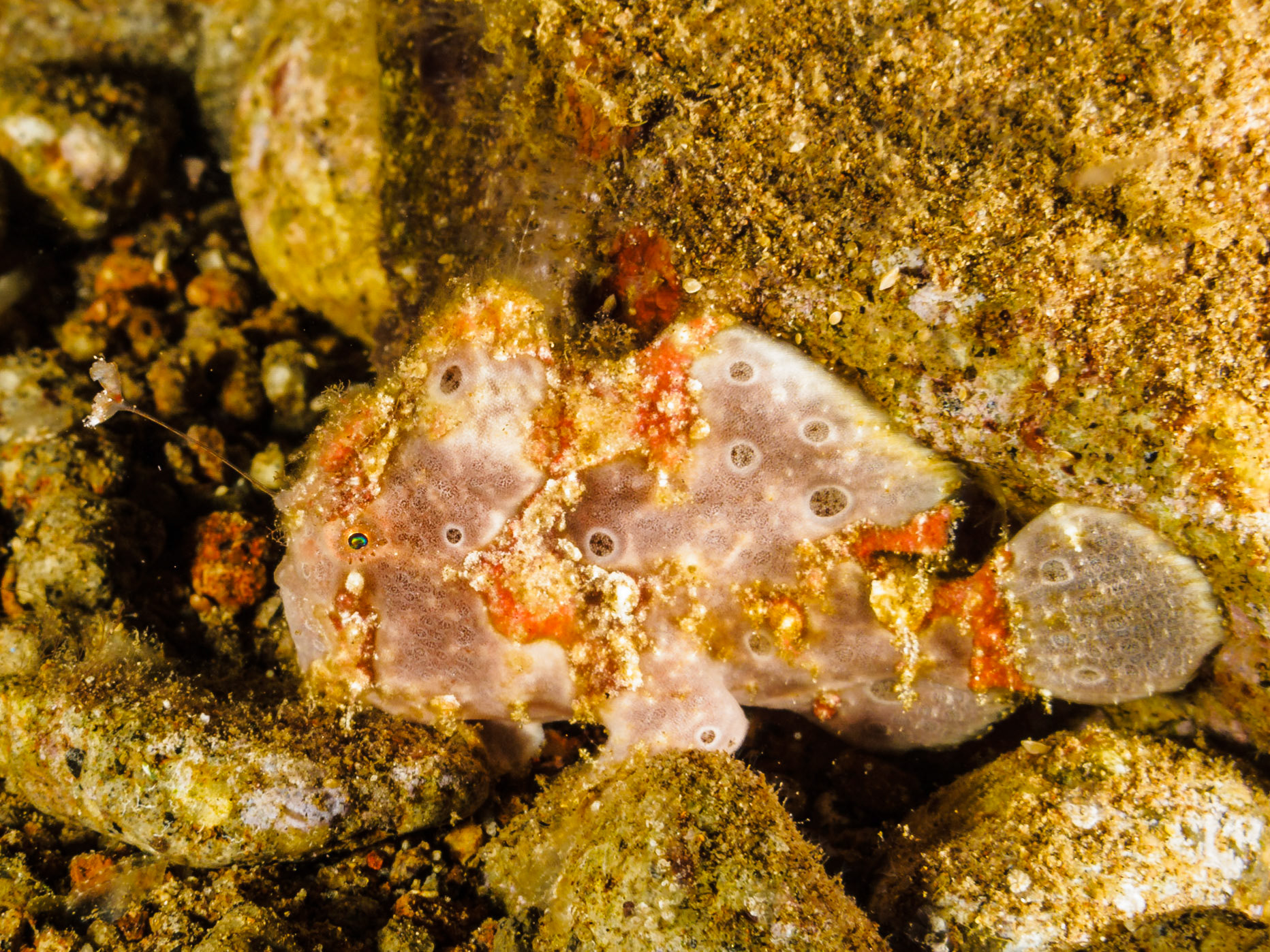 Painted Frogfish