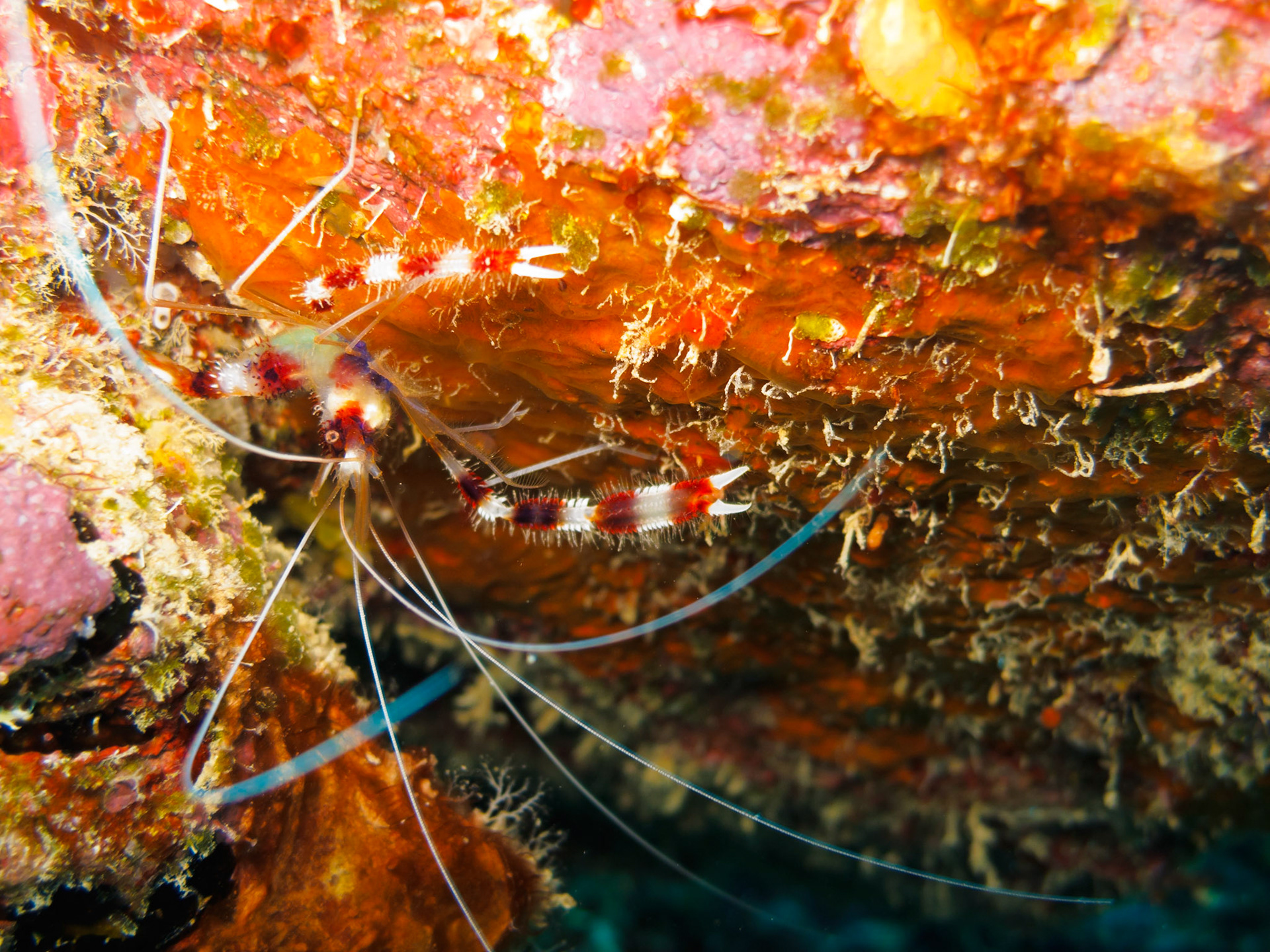 Banded Coral Shrimp