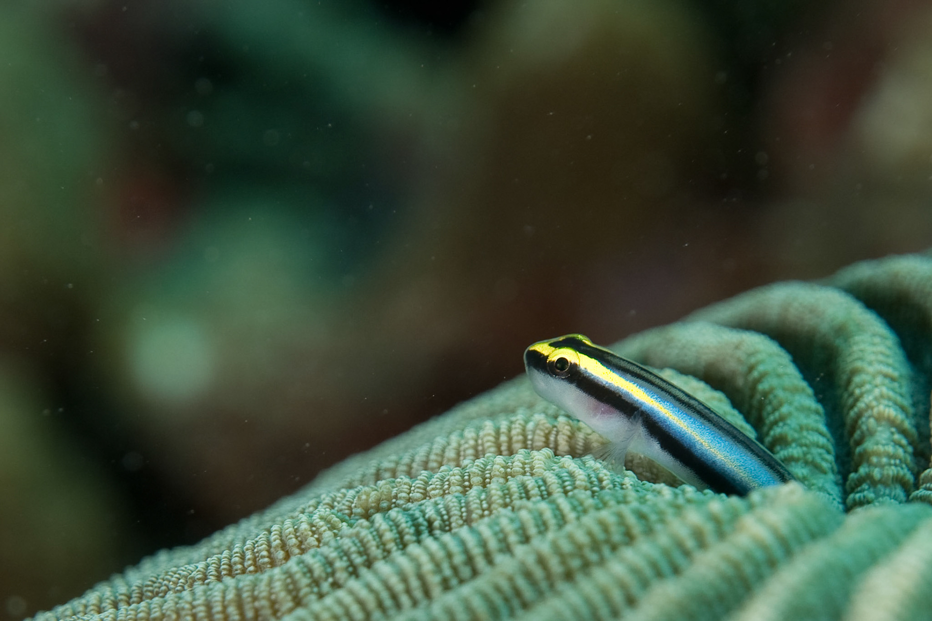 Sharknose Goby and Stony Corals