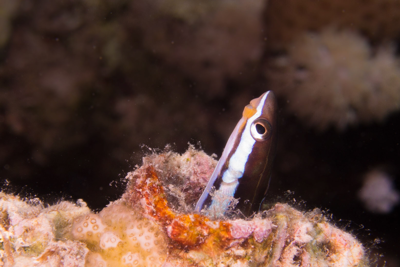 Piano Fangblenny