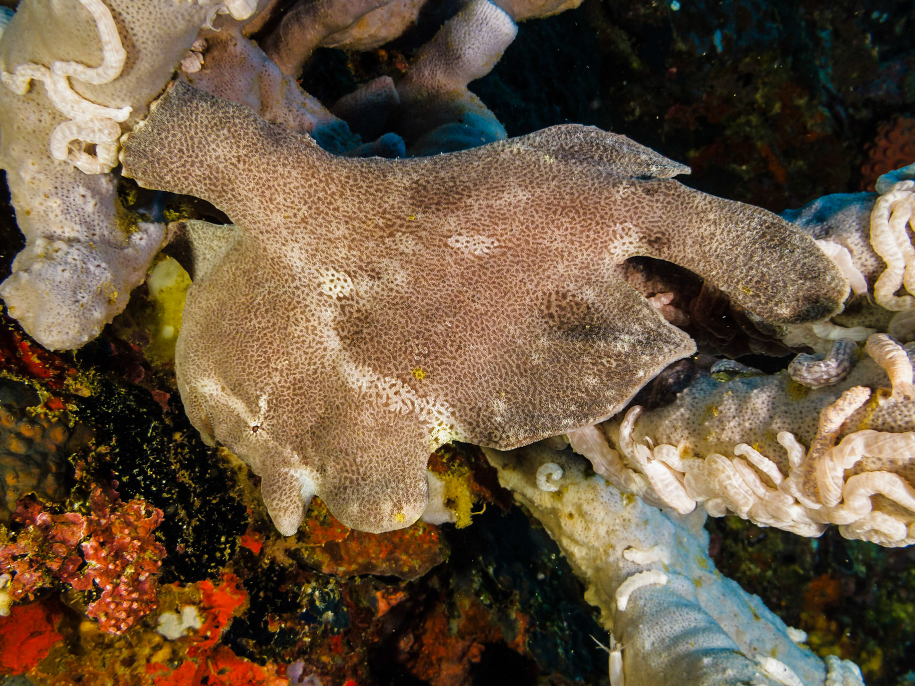 Giant Frogfish