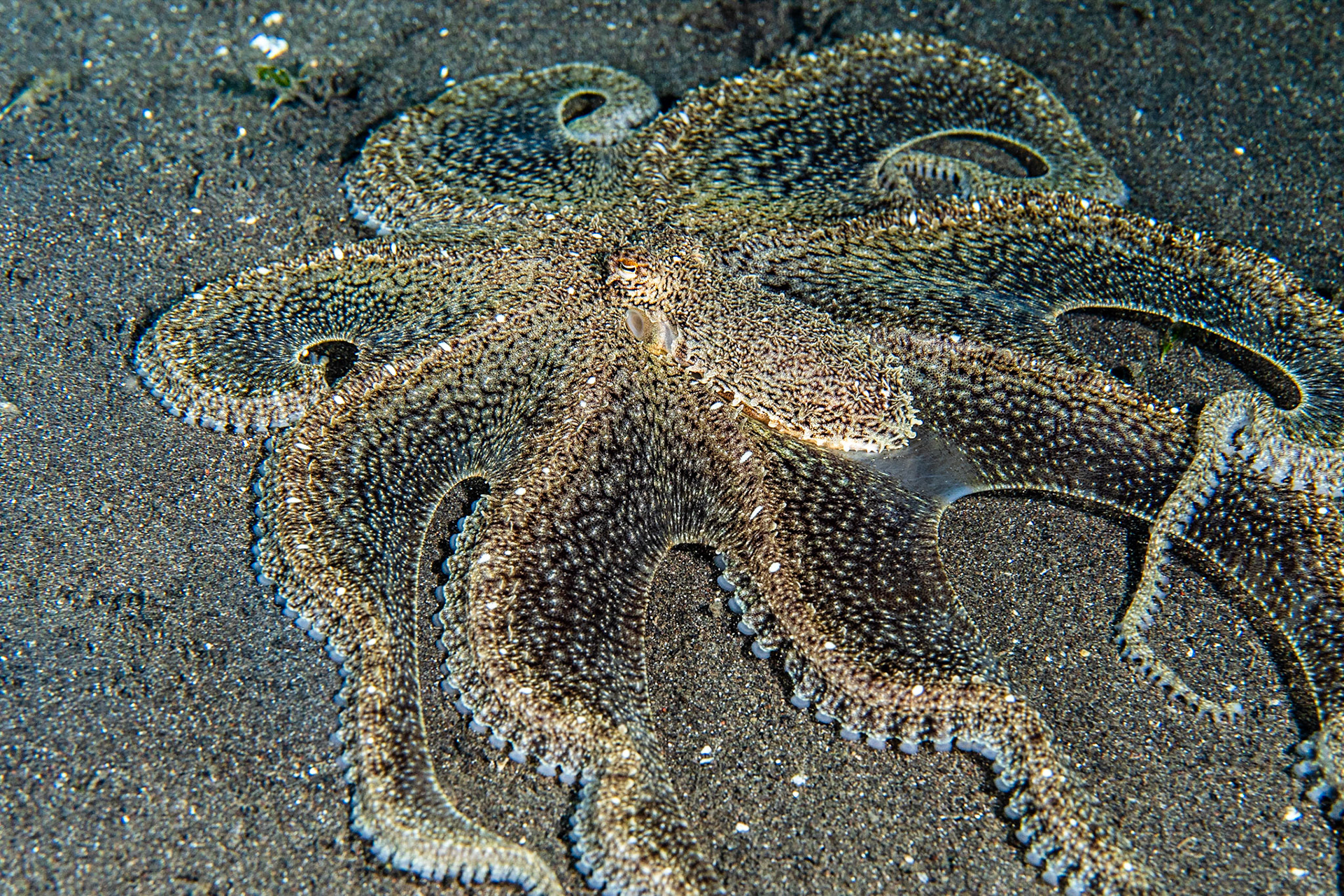 White-V Octopus