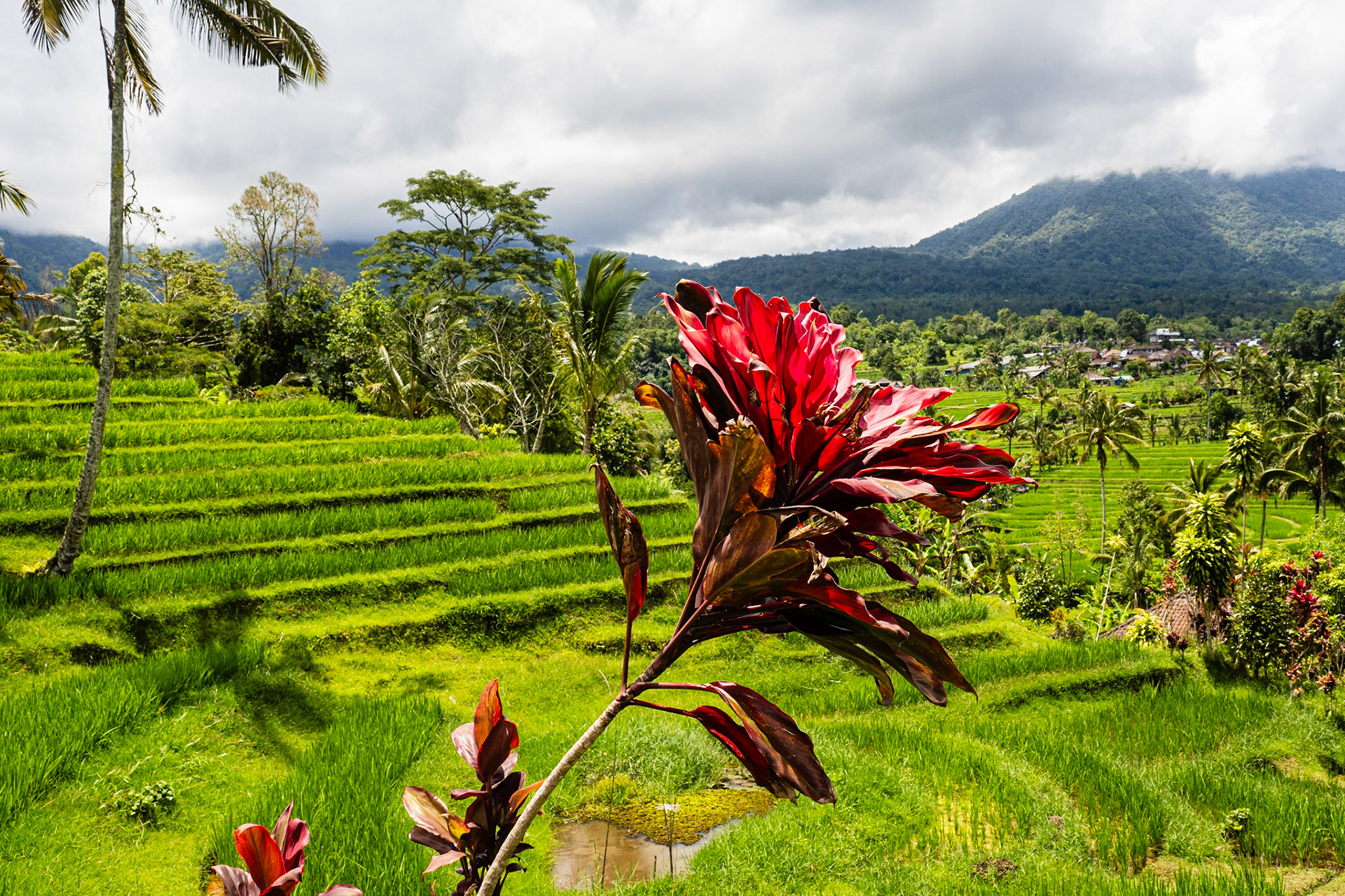 Jatiluwih rice terraces