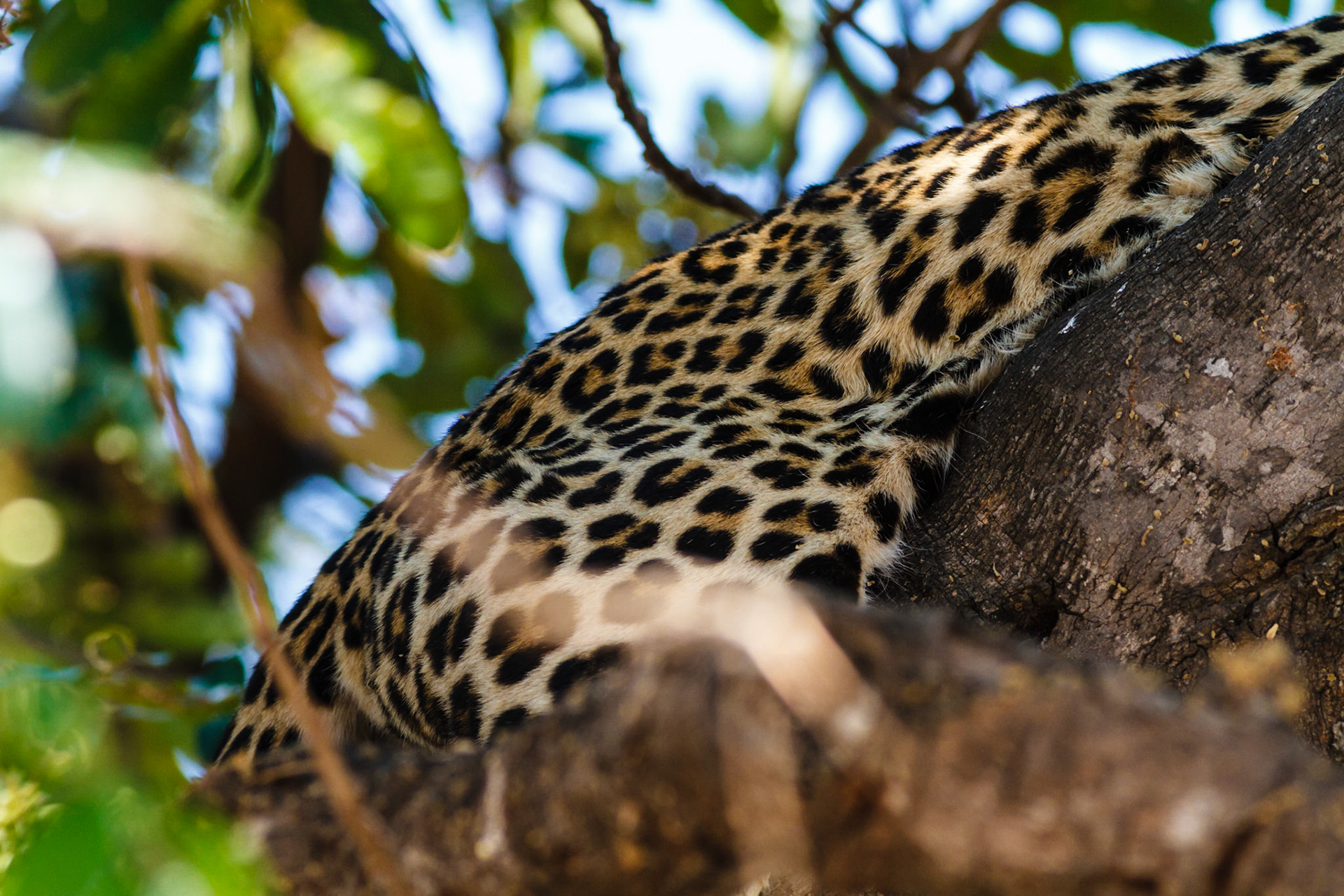 Leopard in a tree