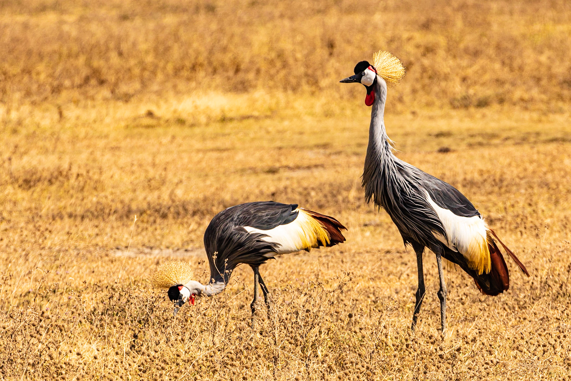 Grey Crowned Crane