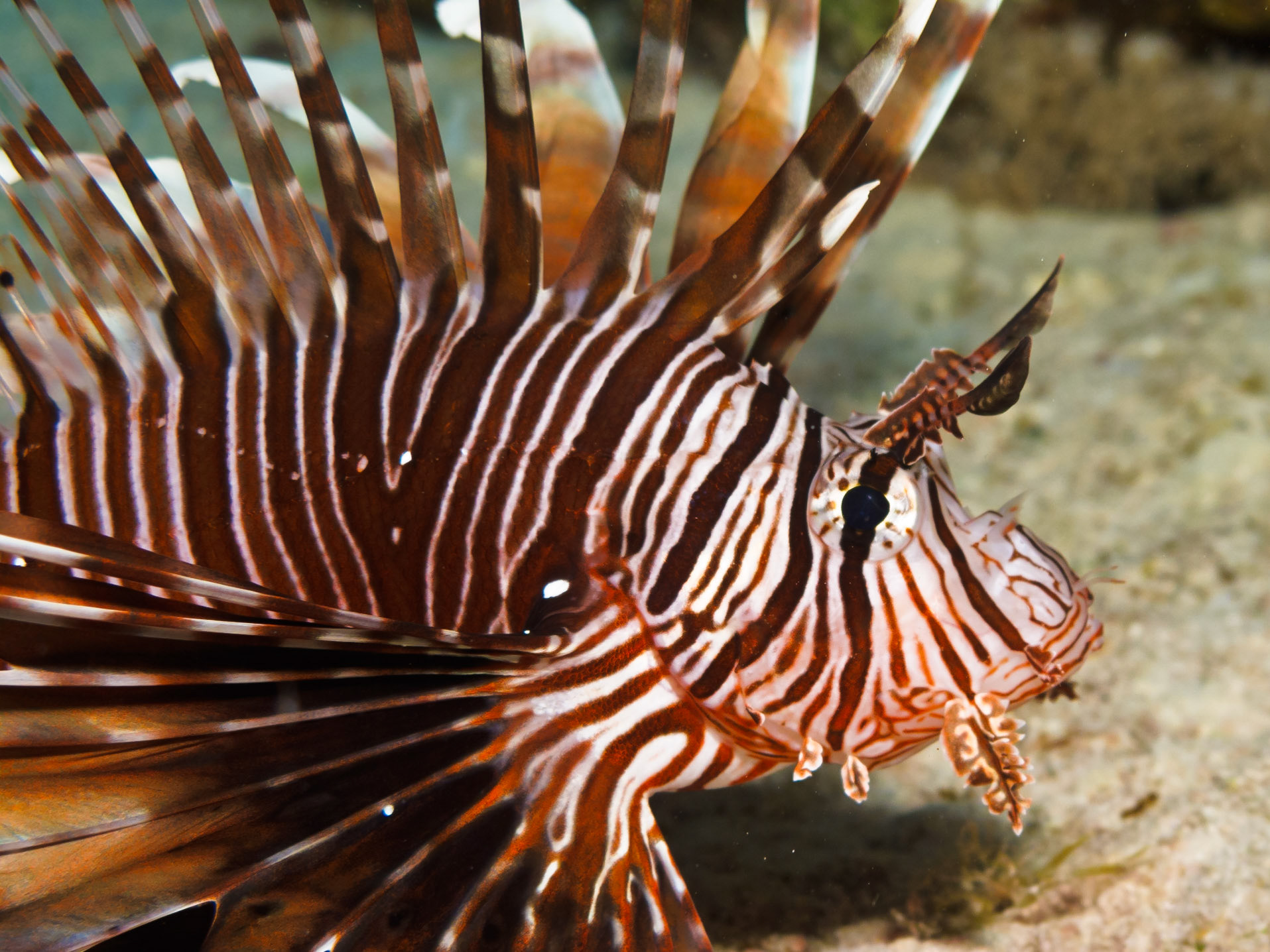 Indian Lionfish