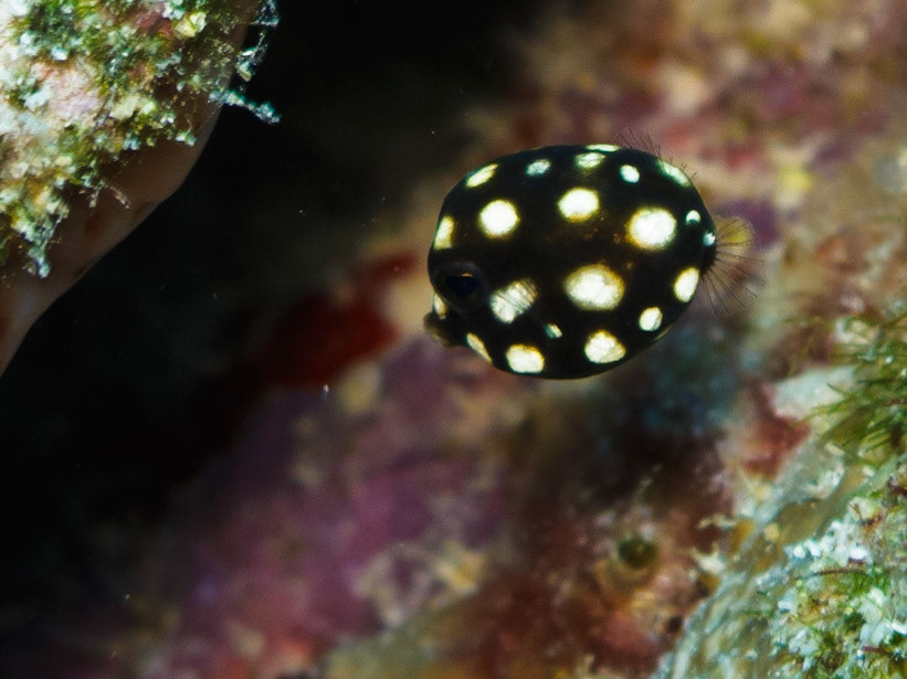 Baby Smooth Trunkfish