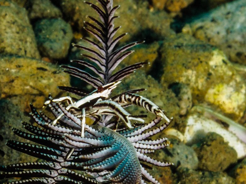 Baba's Crinoid Squat Lobster on a crinoid