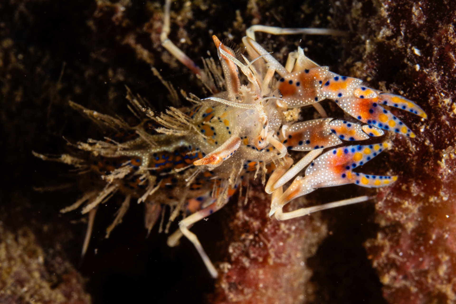 Spiny Tiger Shrimp