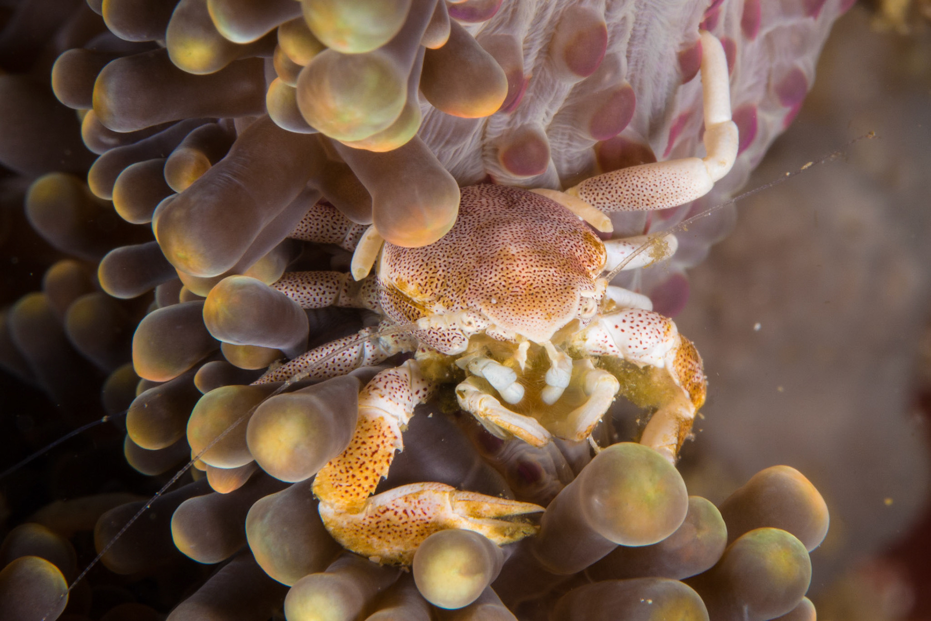 Spotted Porcelain Crab and Magnificent Anemone