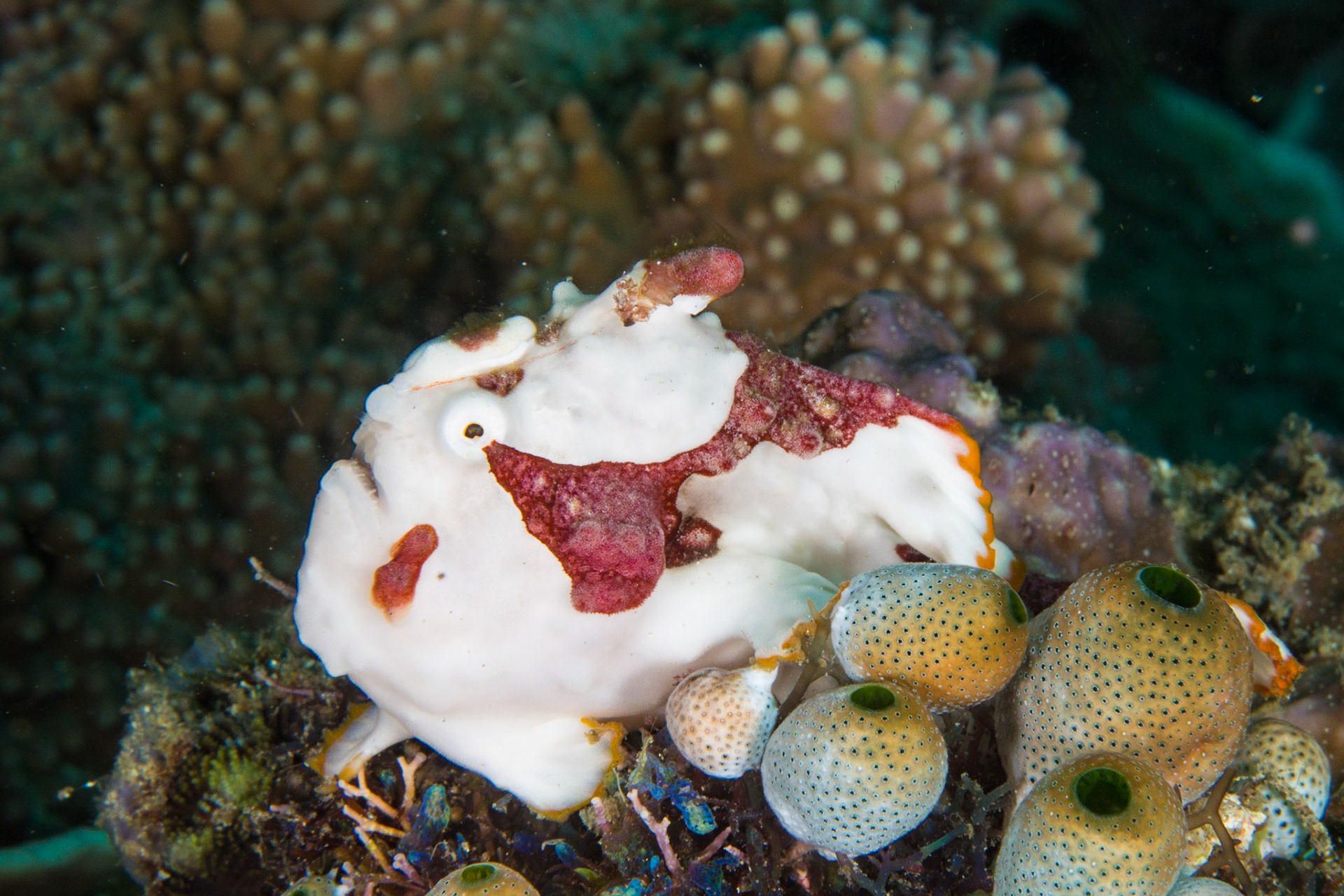 Warty Frogfish