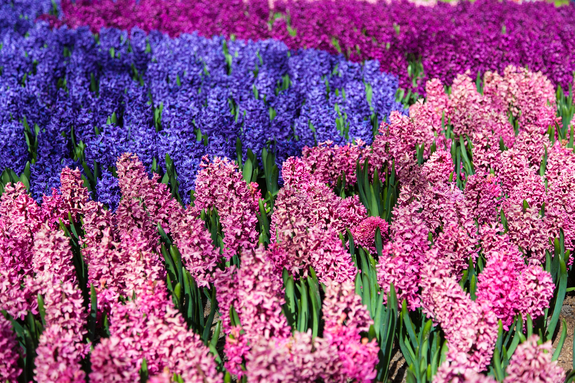 Hyancinths in Keukenhof Gardens outside of Amsterdam