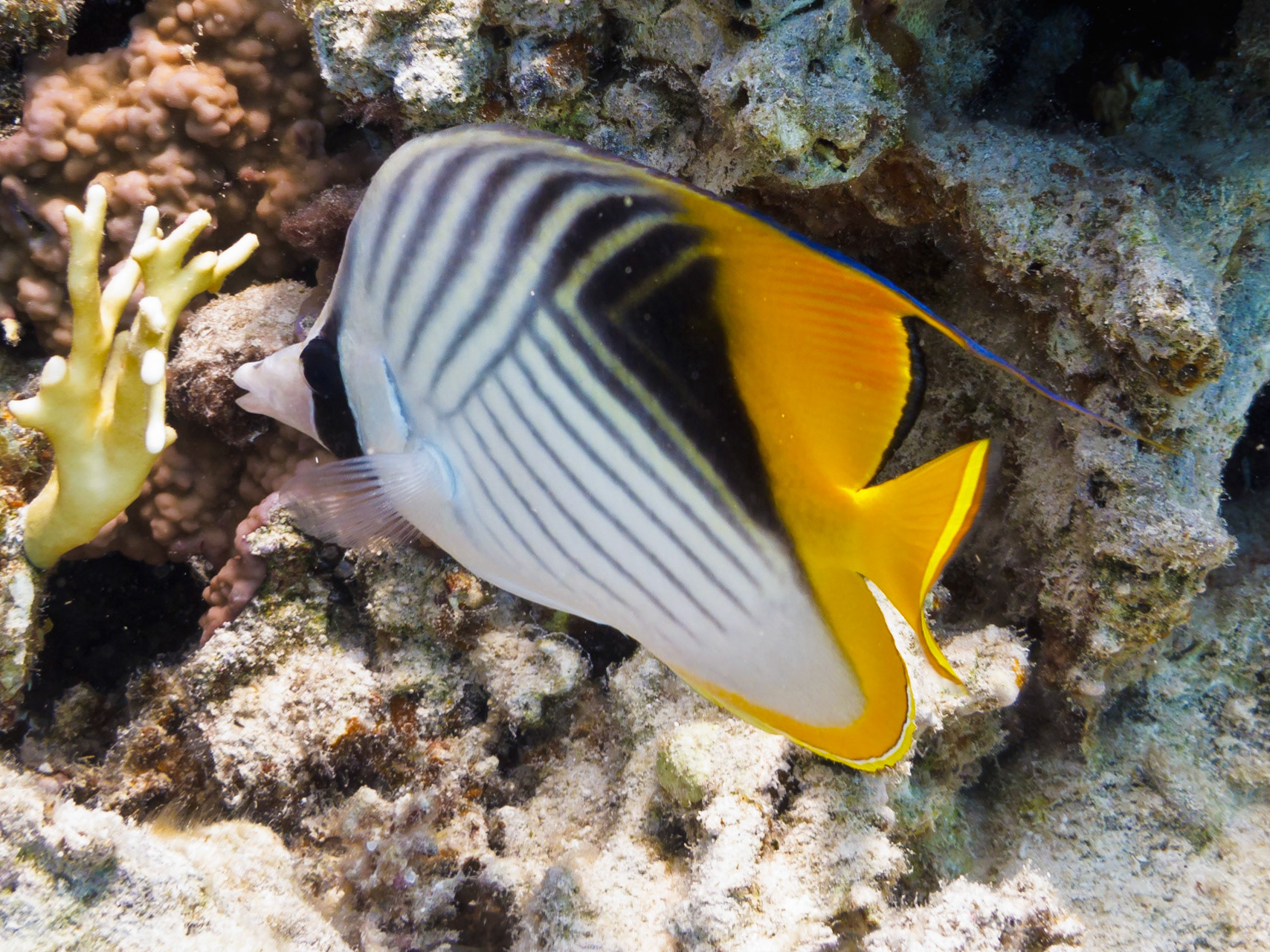 Threadfin Butterflyfish